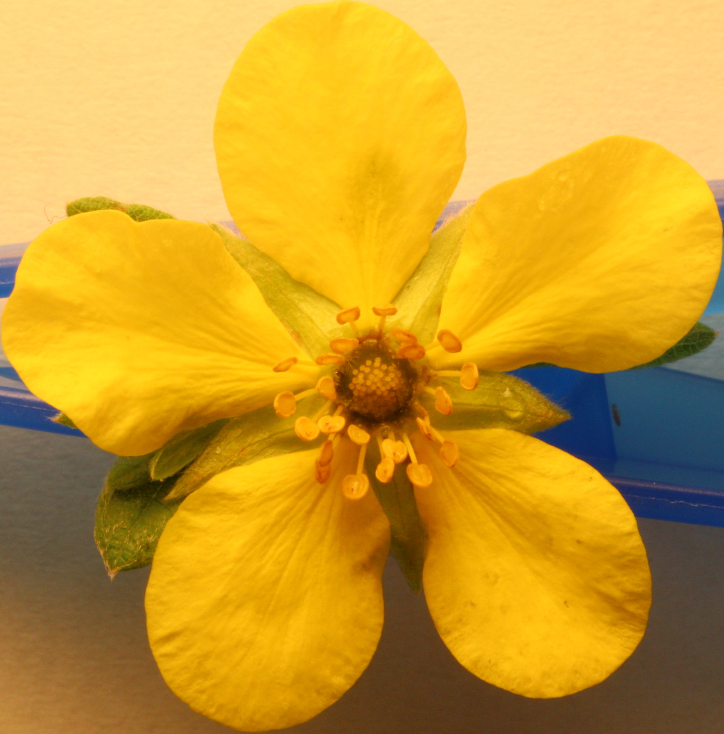 Macro and Micro Picture of the Day 2020-06-18