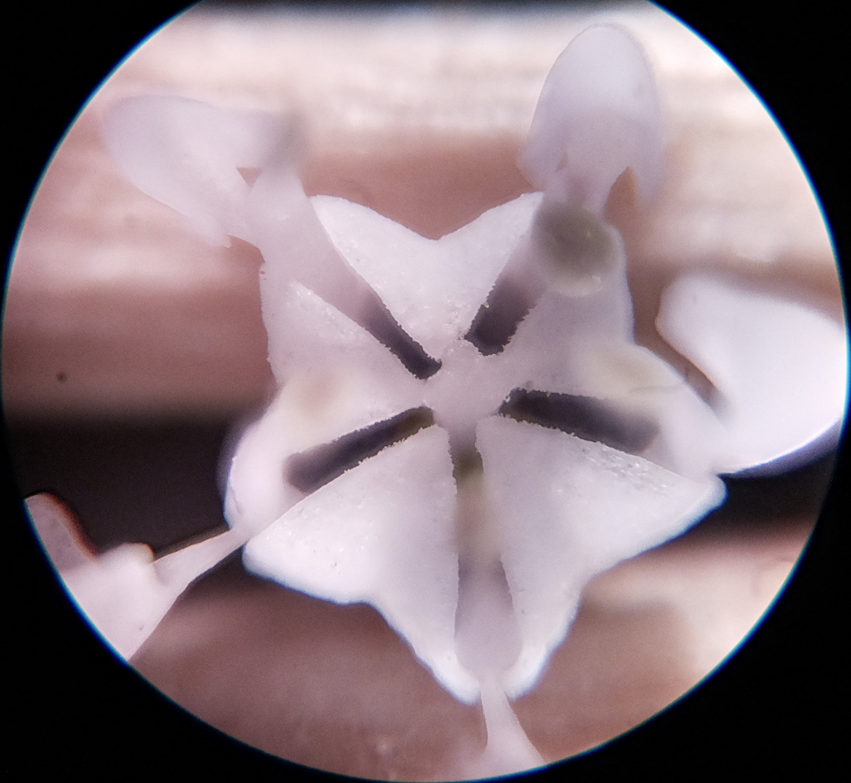 Macro and Micro Picture of the Day 2020-06-19