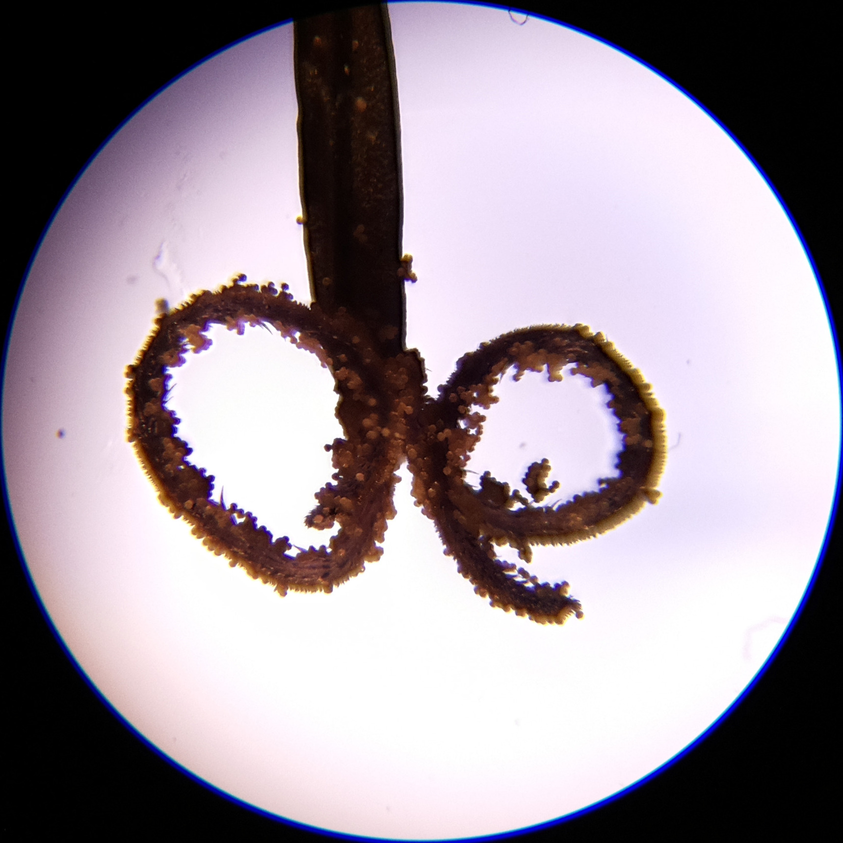 Macro and Micro Picture of the Day 2020-06-20