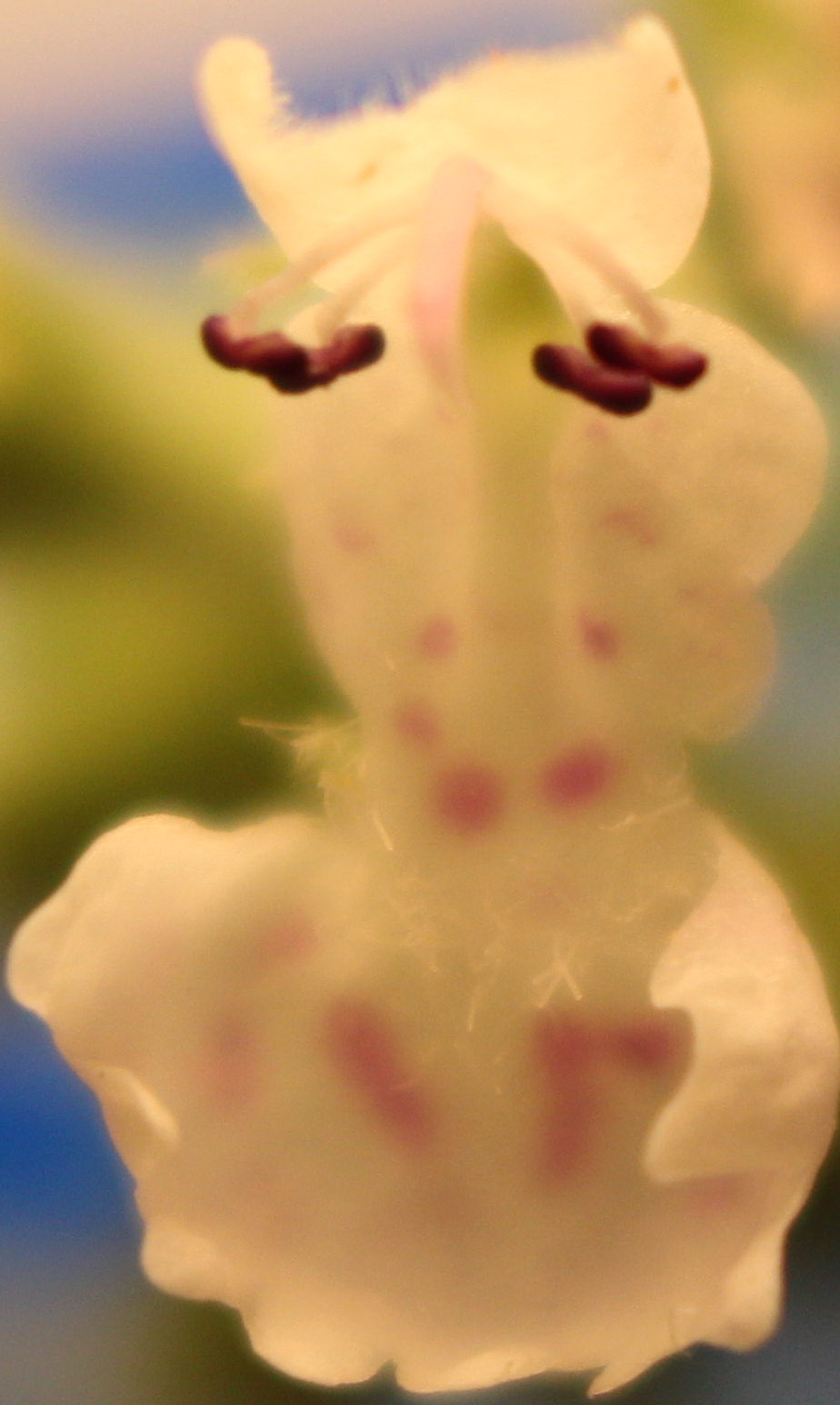 Macro and Micro Picture of the Day 2020-06-21