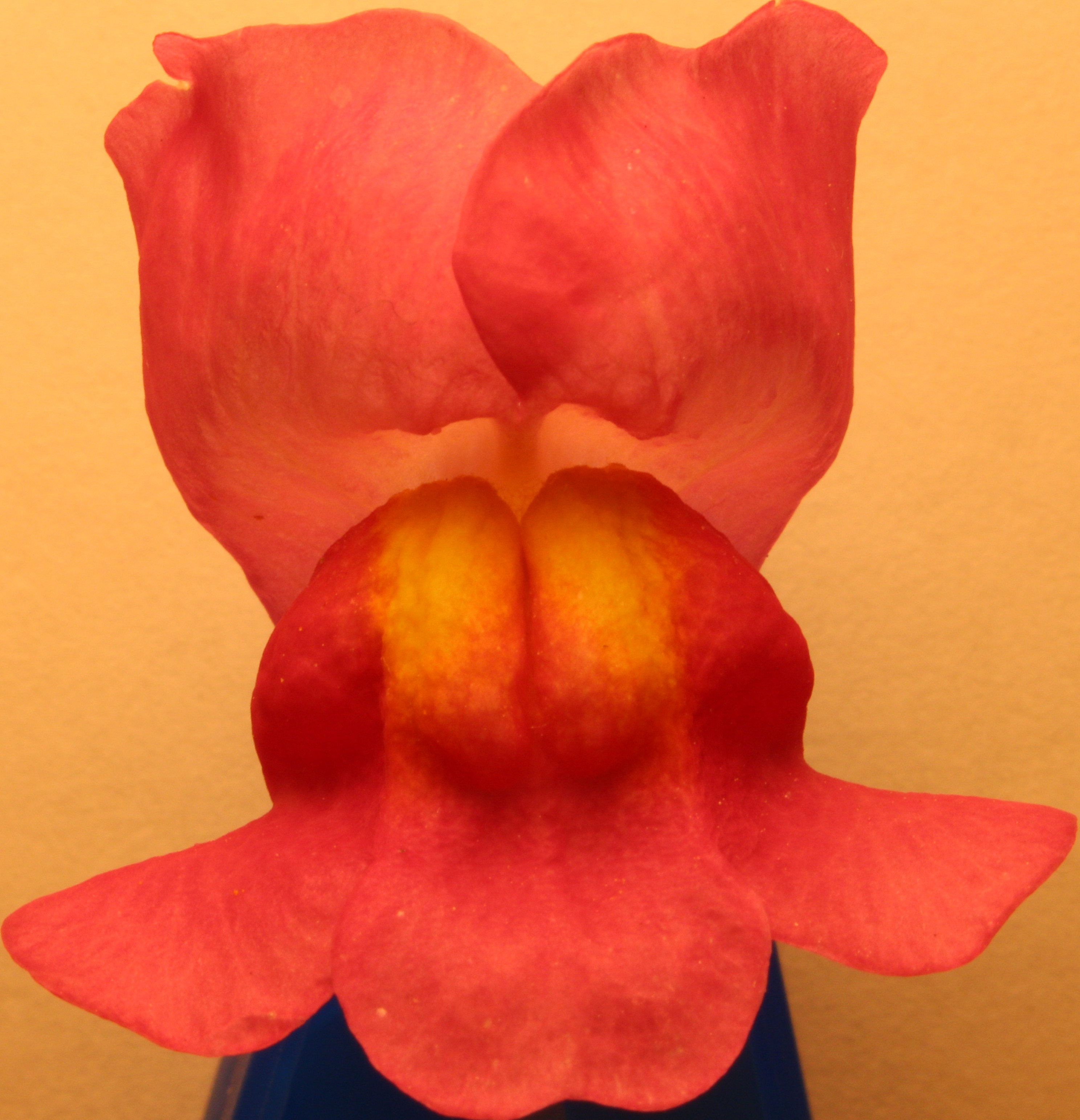 Macro and Micro Picture of the Day 2020-06-22