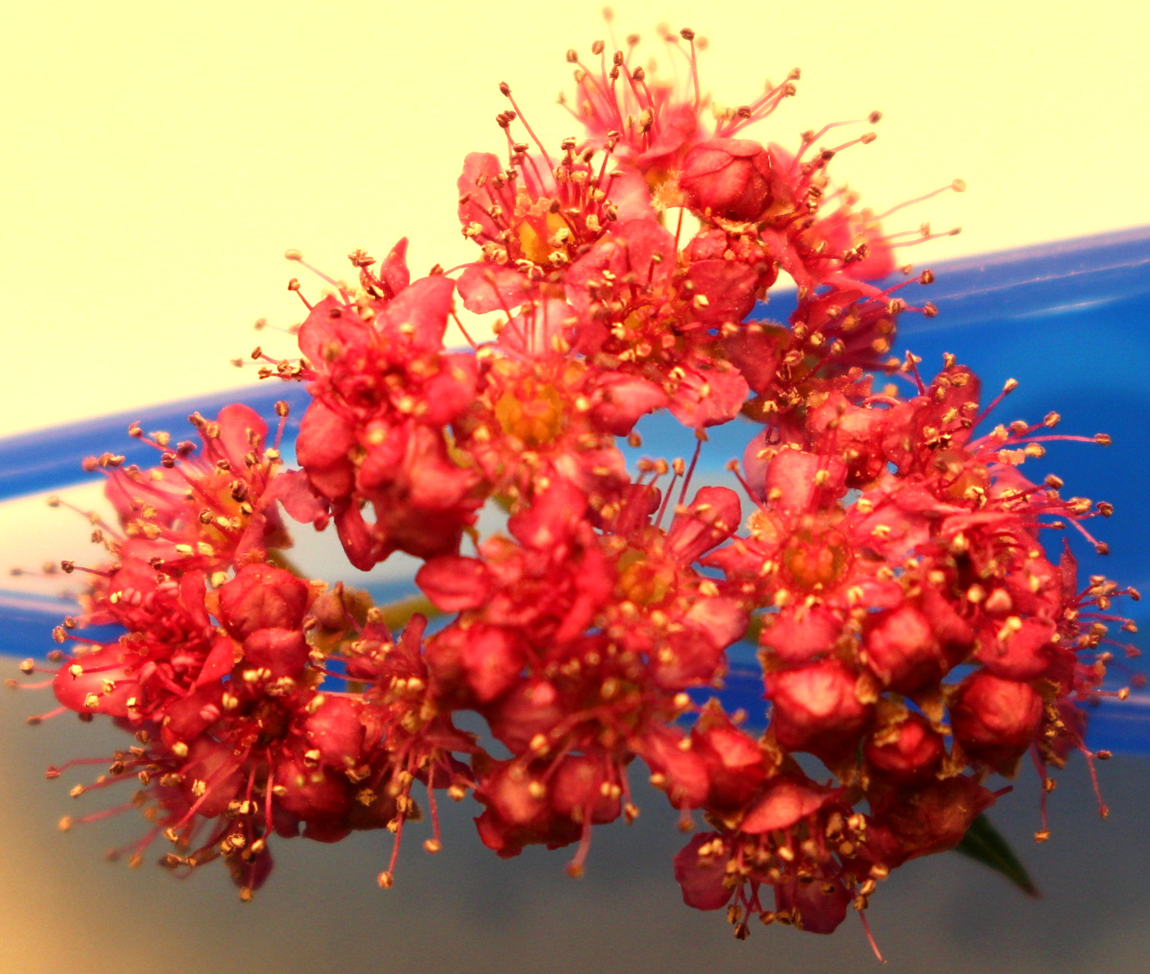 Macro and Micro Picture of the Day 2020-06-23