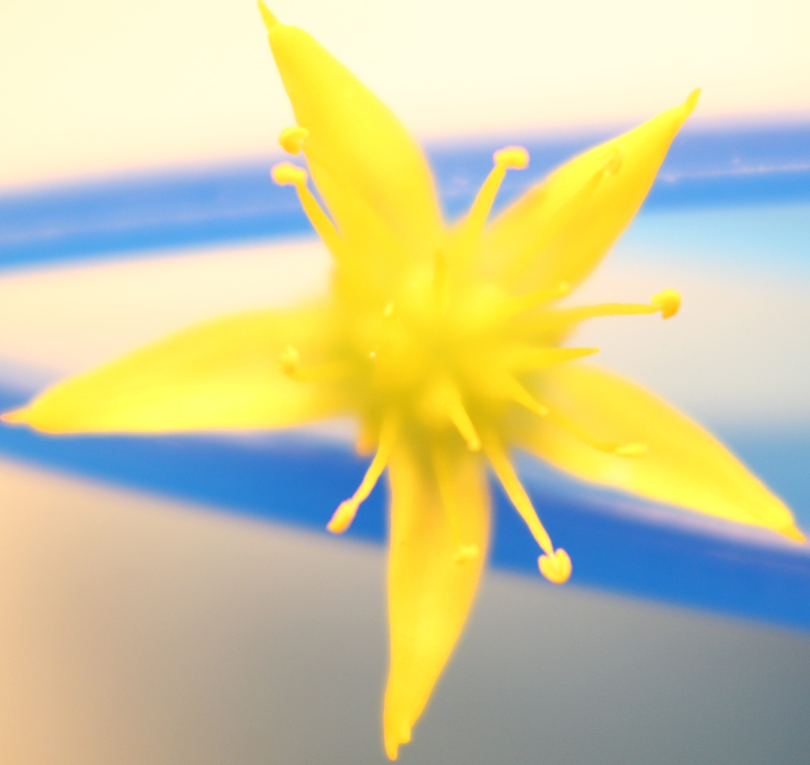 Macro and Micro Picture of the Day 2020-06-24