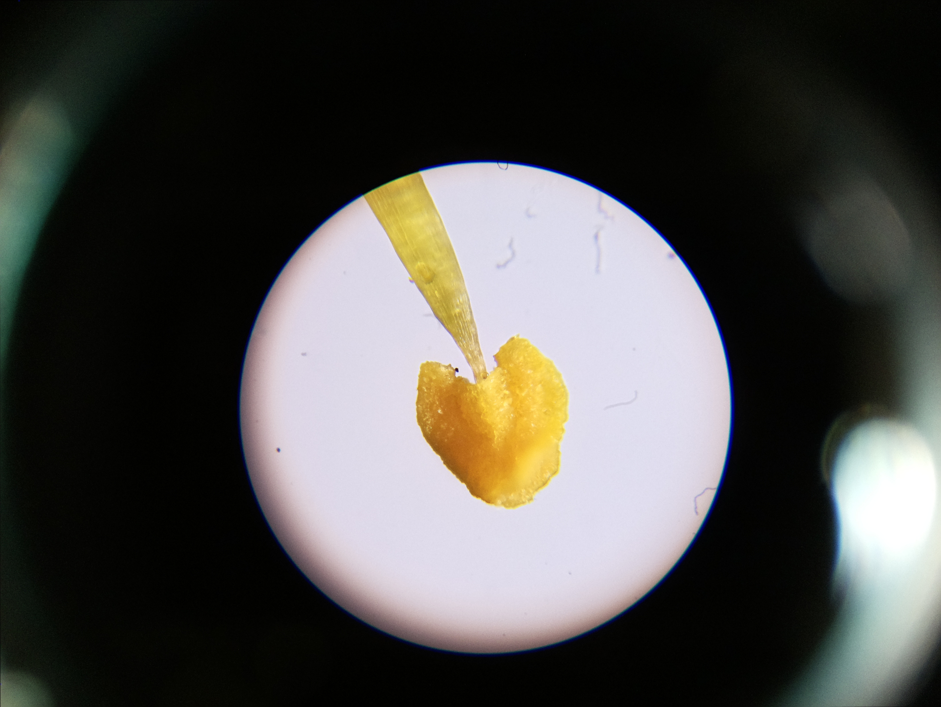 Macro and Micro Picture of the Day 2020-06-25