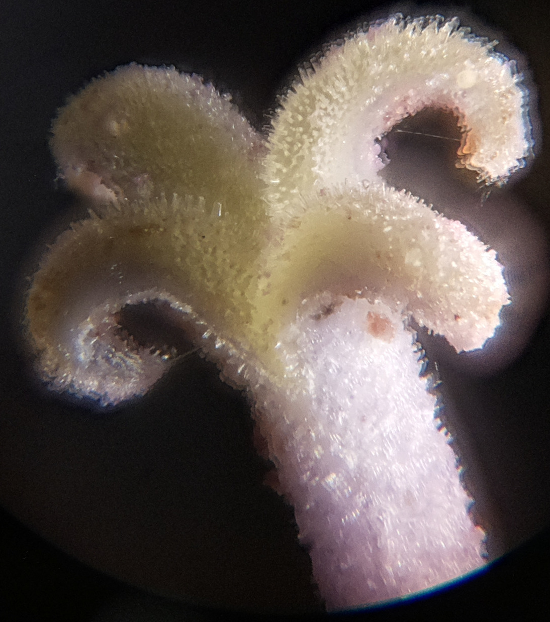 Macro and Micro Picture of the Day 2020-06-26