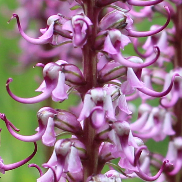 Macro and Micro Picture of the Day 2020-06-27