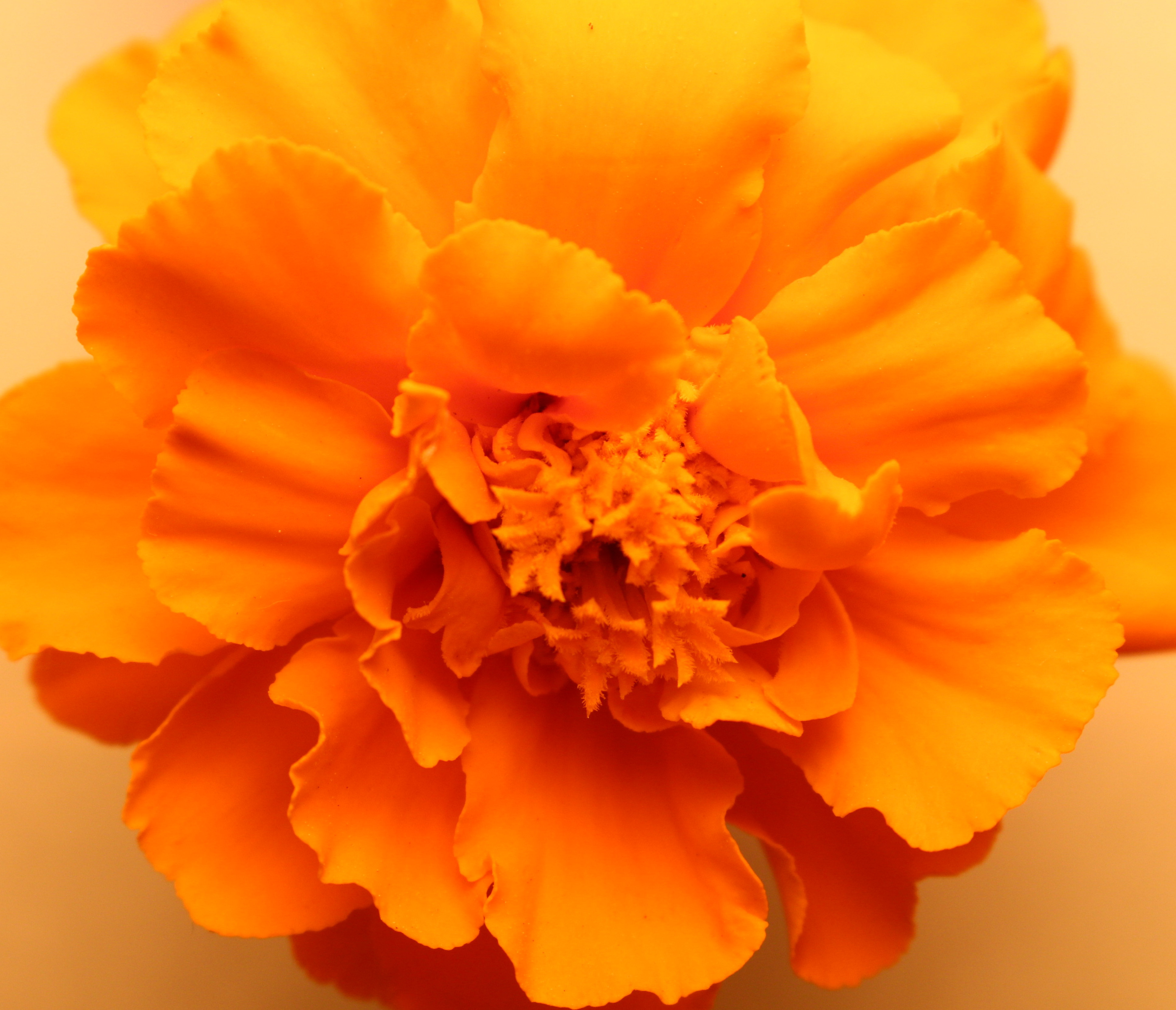 Macro and Micro Picture of the Day 2020-06-29