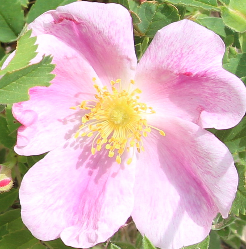 Macro and Micro Picture of the Day 2020-06-30