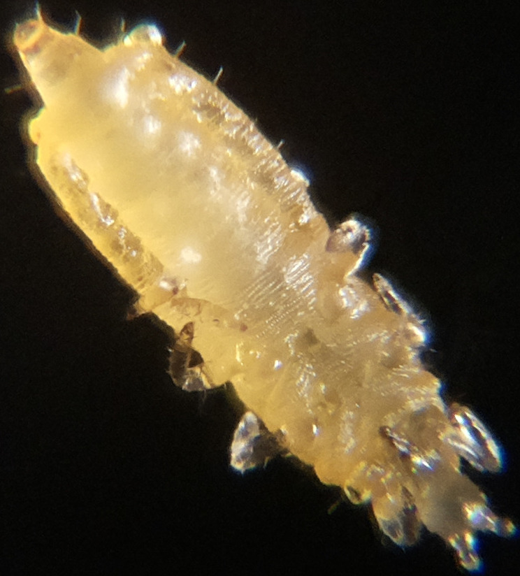 Macro and Micro Picture of the Day 2020-07-02