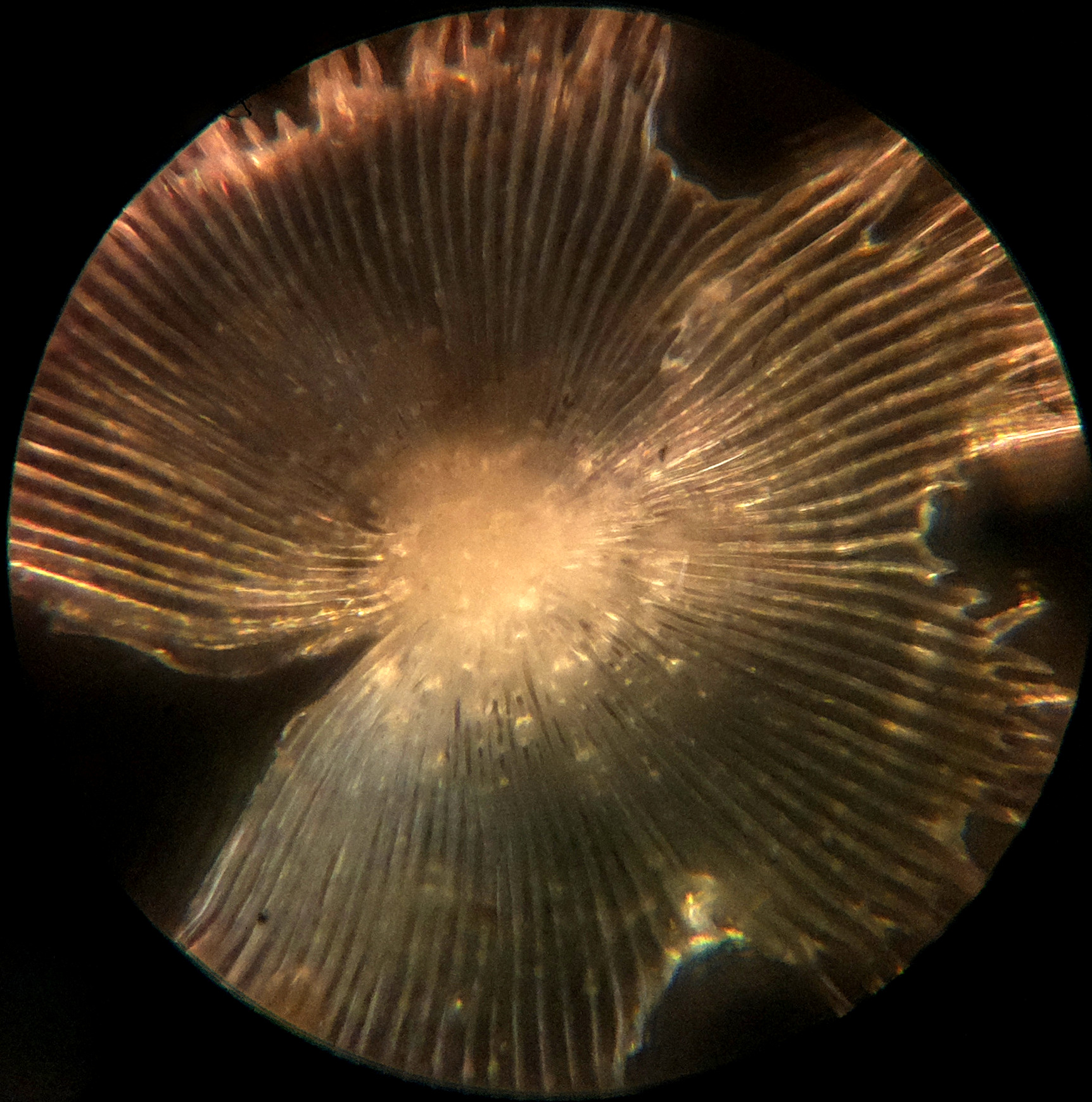 Macro and Micro Picture of the Day 2020-07-03