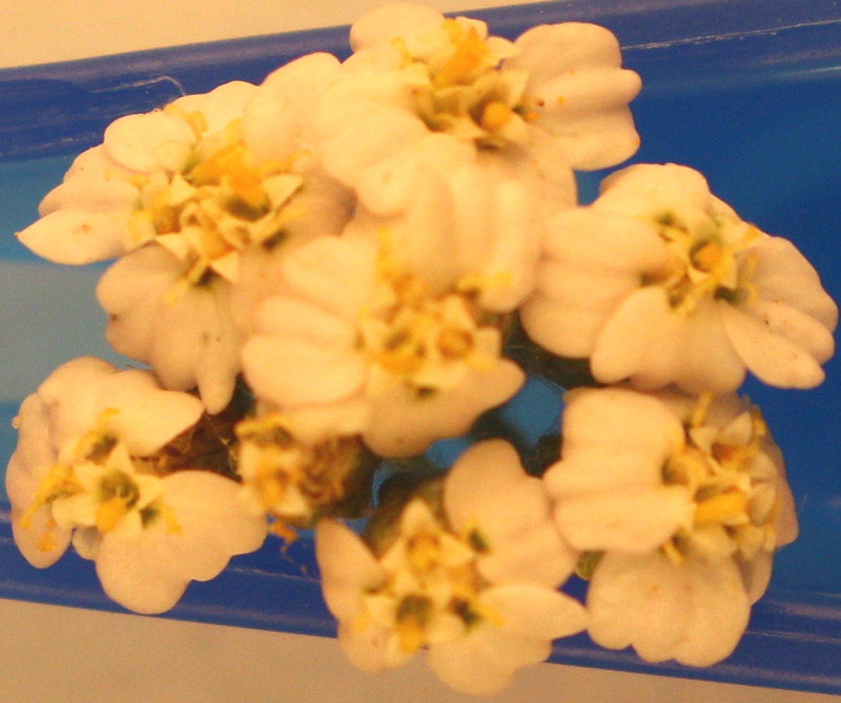 Macro and Micro Picture of the Day 2020-07-04