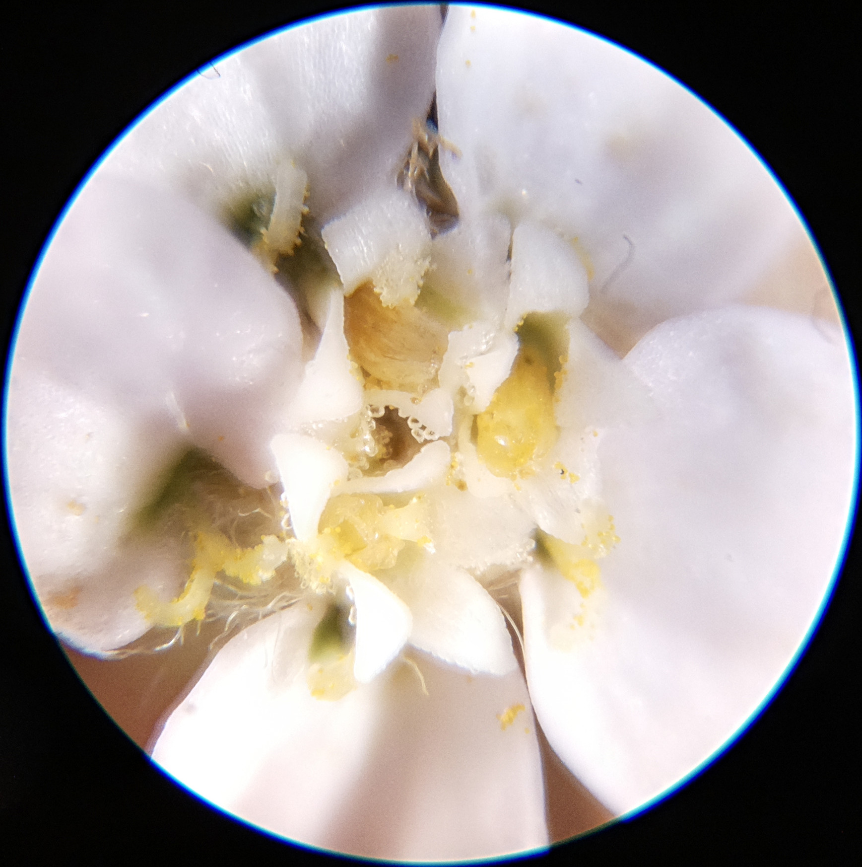 Macro and Micro Picture of the Day 2020-07-05