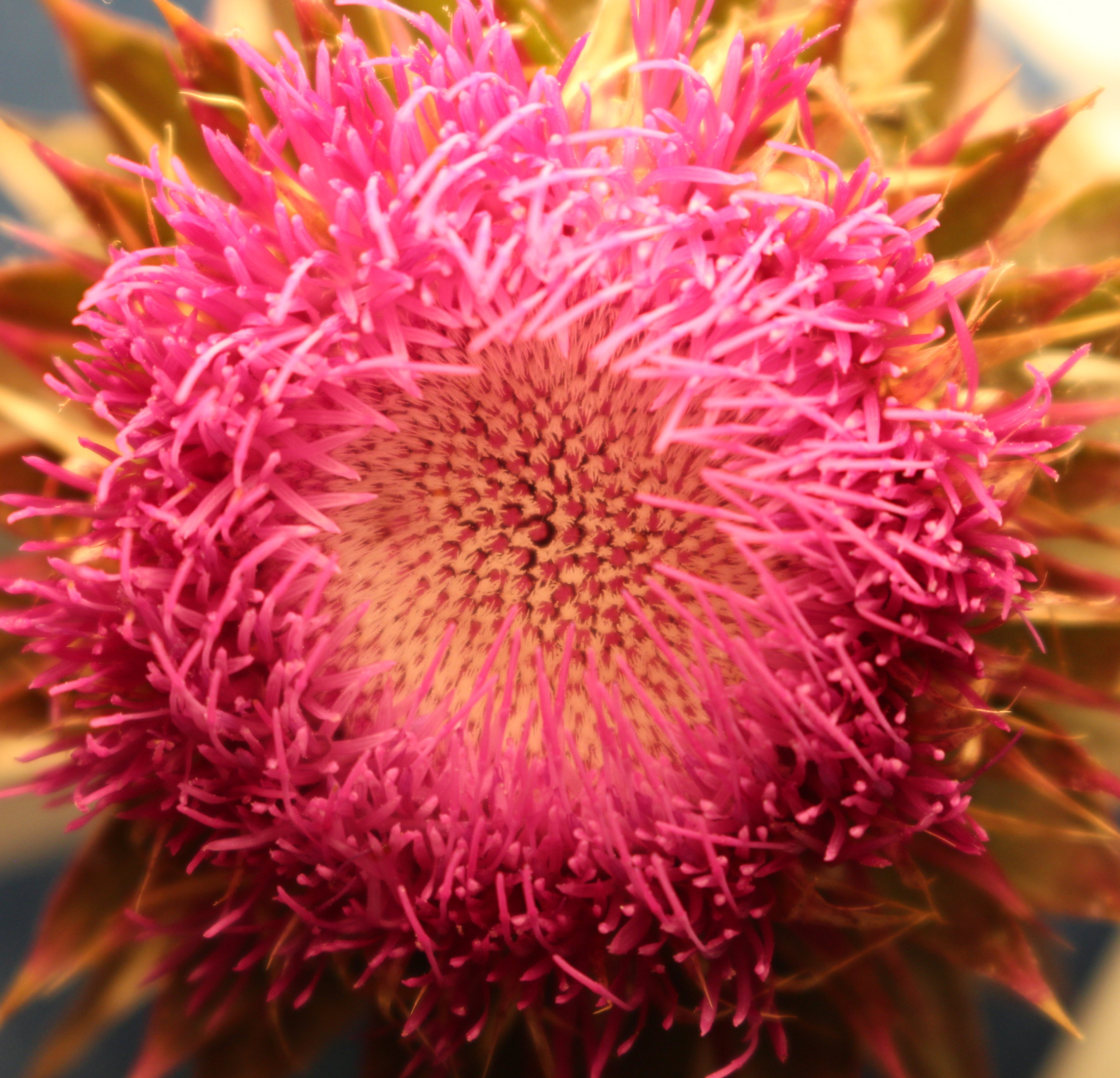 Macro and Micro Picture of the Day 2020-07-06