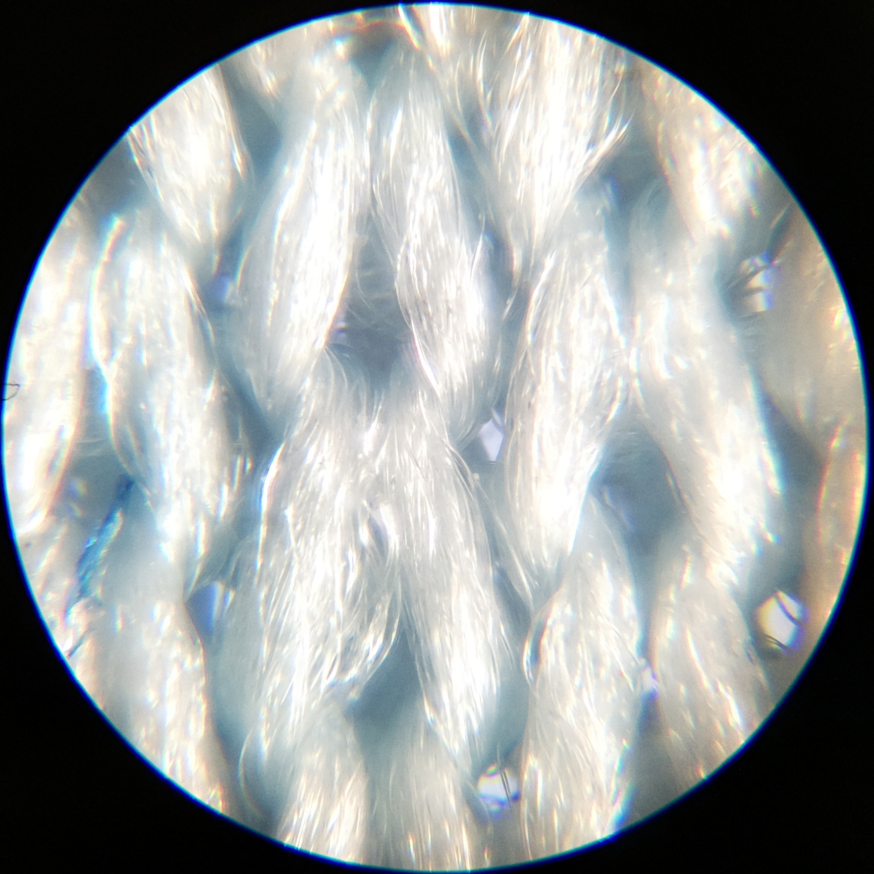 Macro and Micro Picture of the Day 2020-07-07