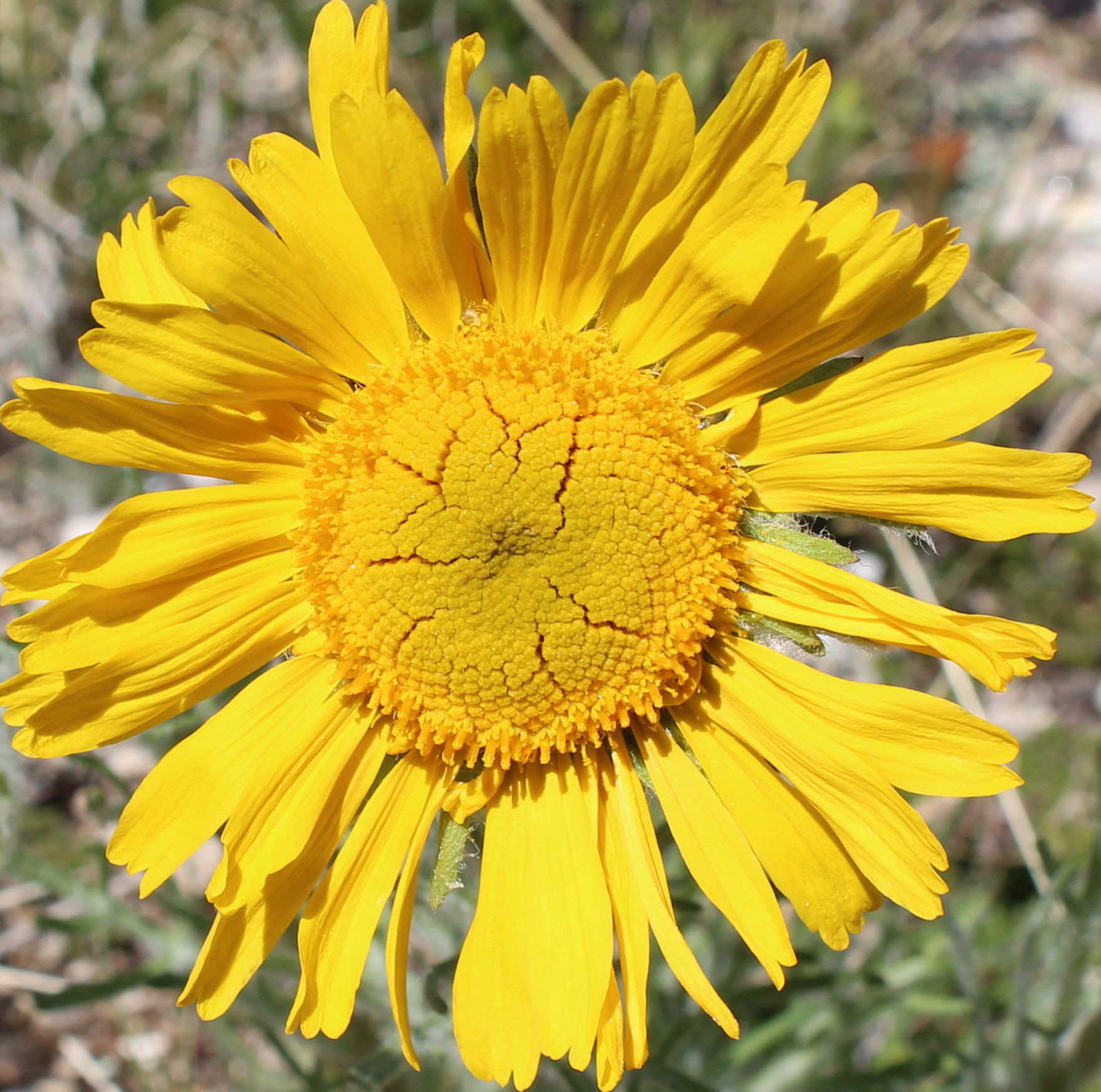 Macro and Micro Picture of the Day 2020-07-08