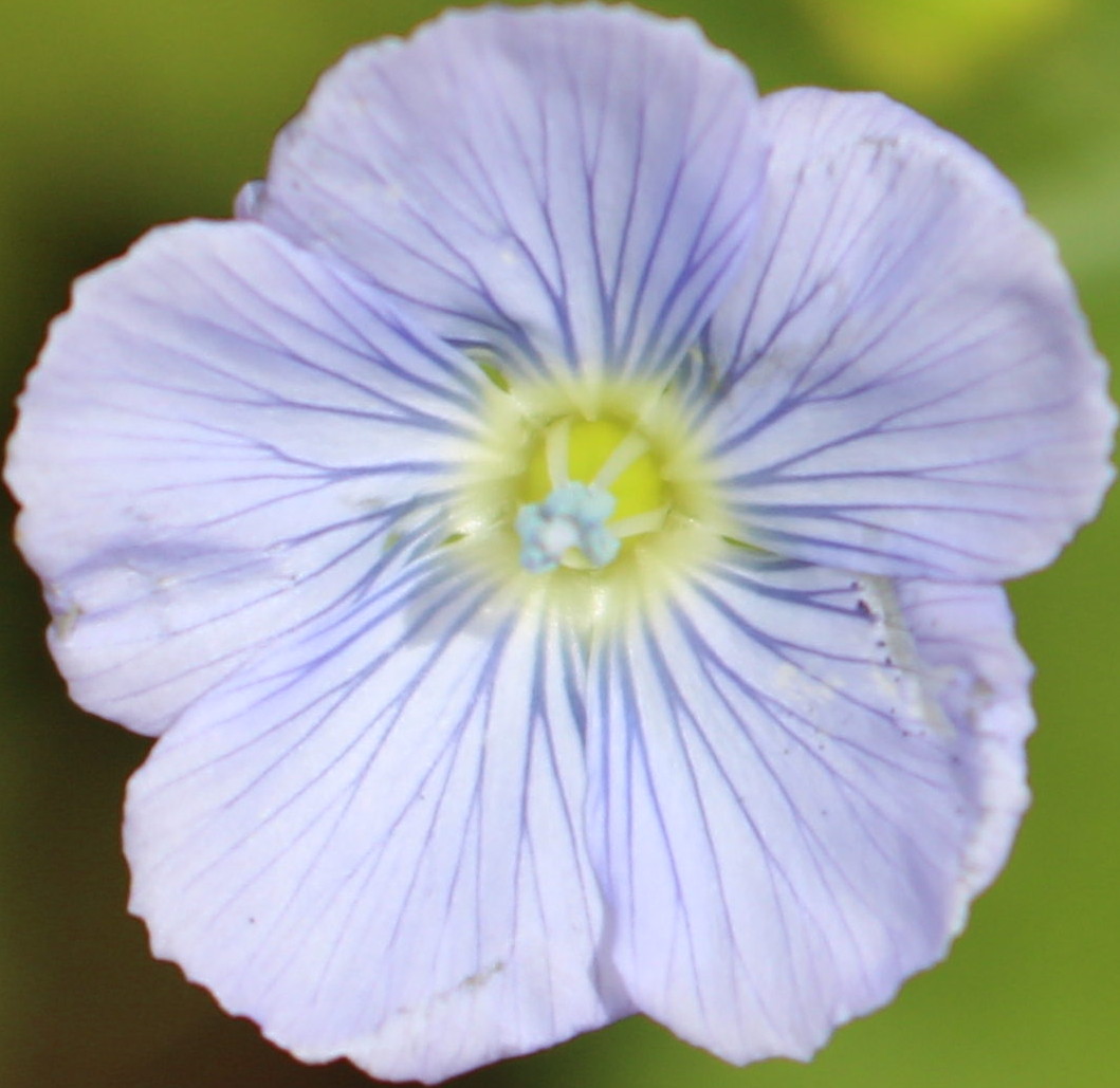 Macro and Micro Picture of the Day 2020-07-09