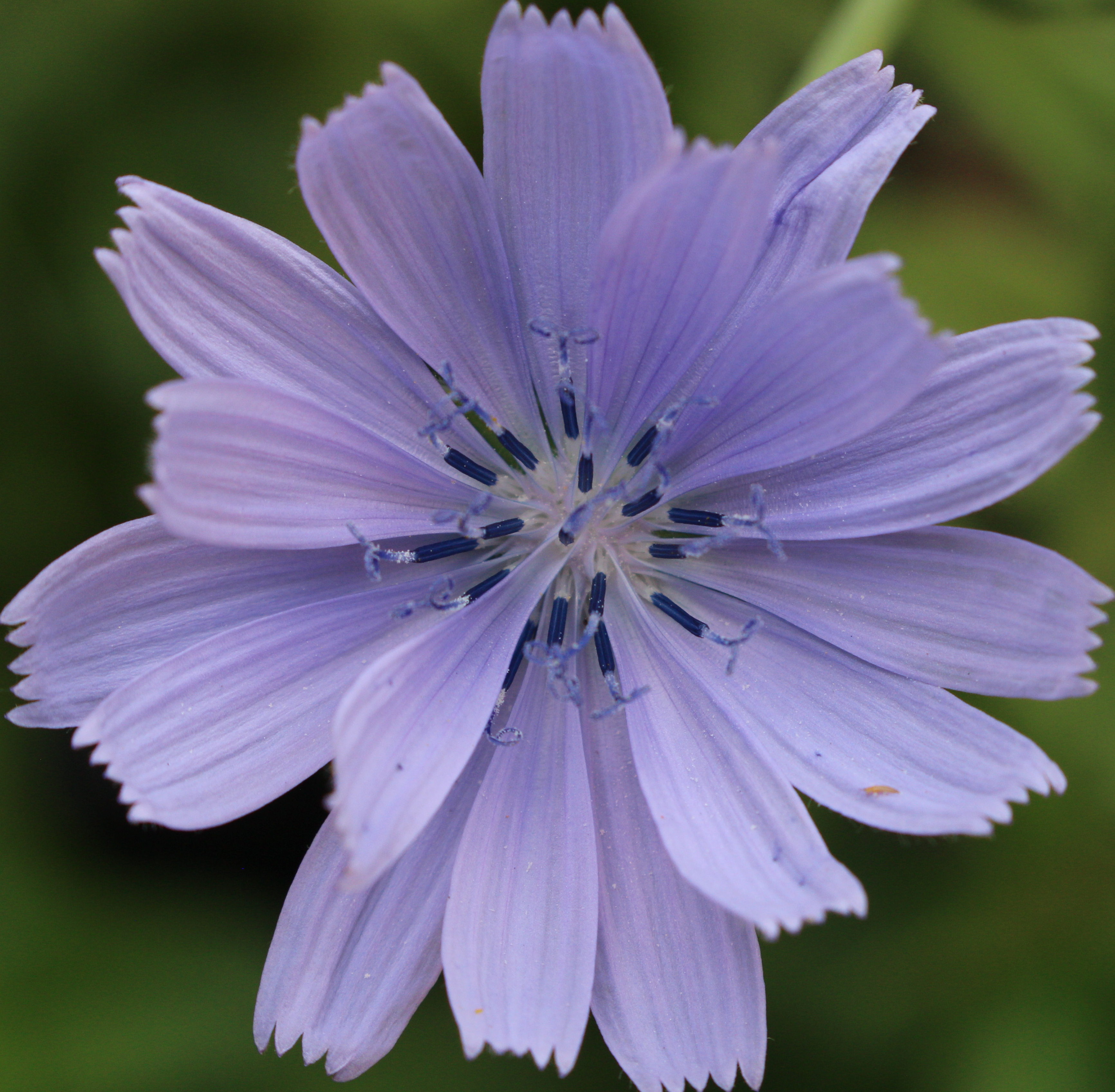 Macro and Micro Picture of the Day 2020-07-13