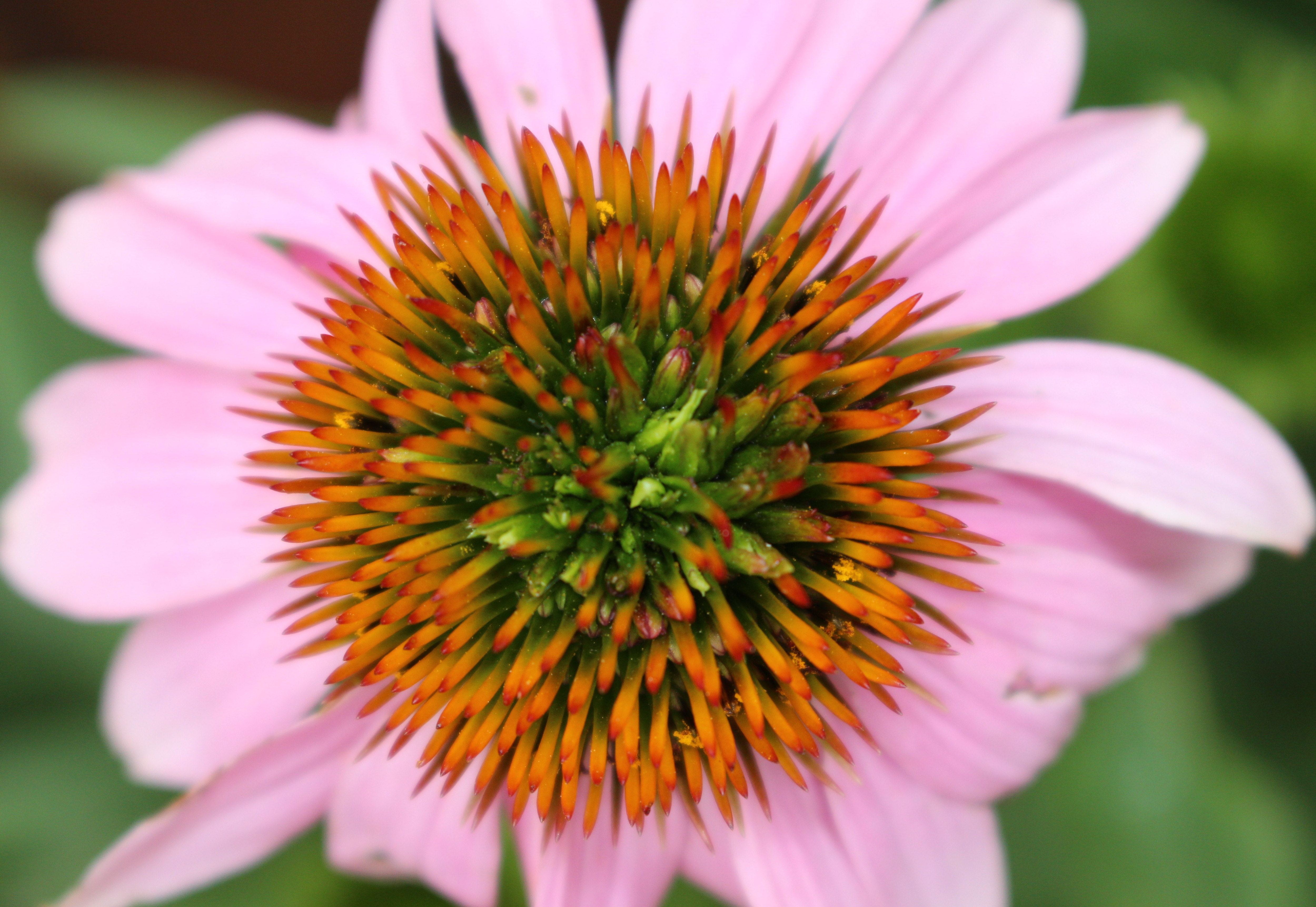 Macro and Micro Picture of the Day 2020-07-14