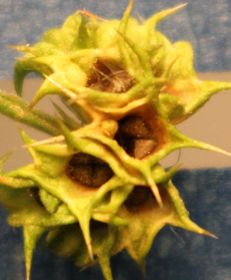 Macro and Micro Picture of the Day 2020-07-15