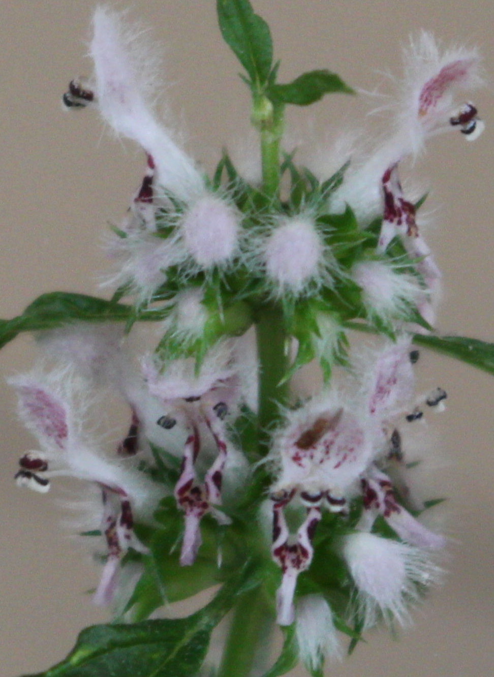 Macro and Micro Picture of the Day 2020-07-15