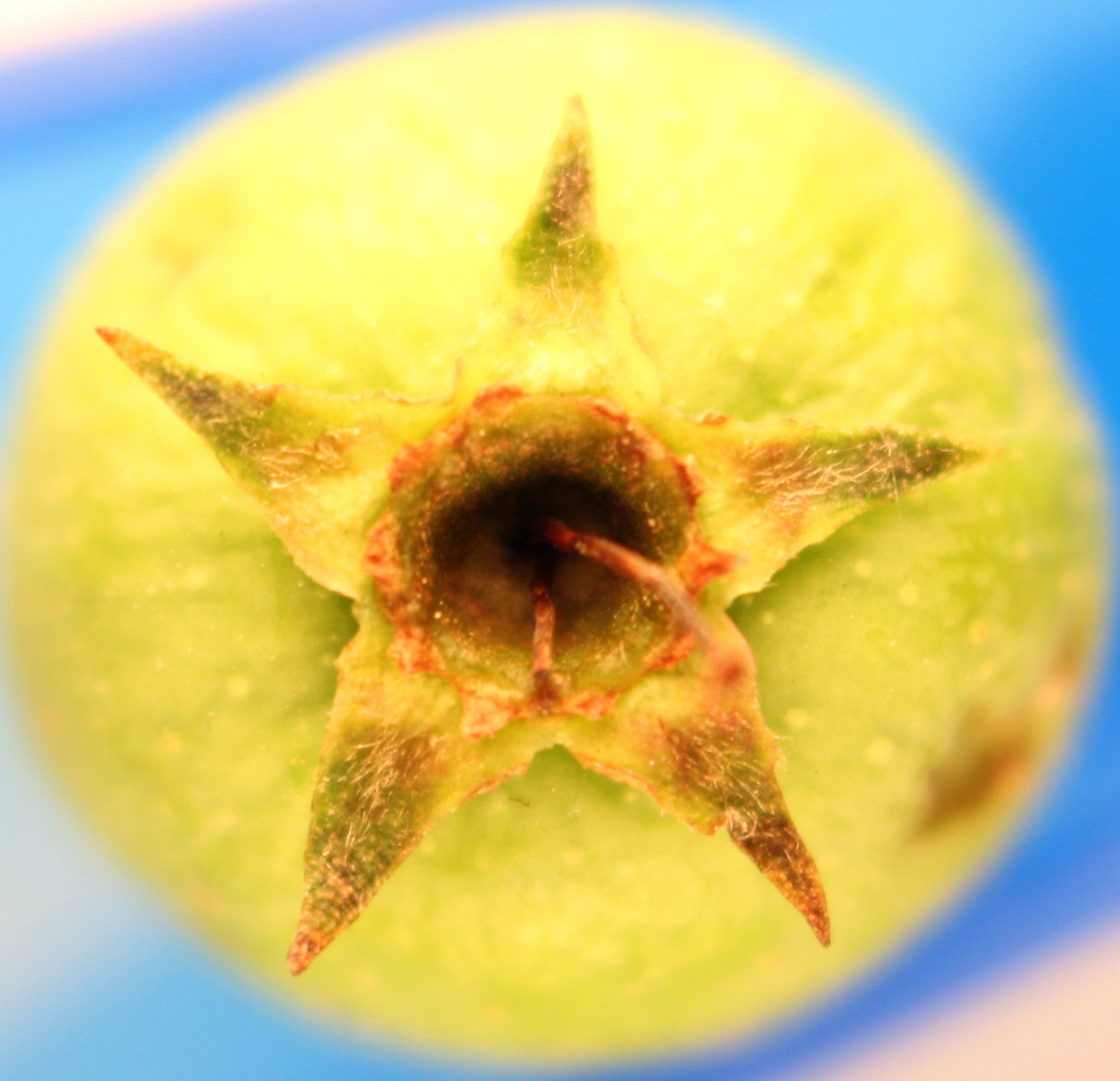 Macro and Micro Picture of the Day 2020-07-17