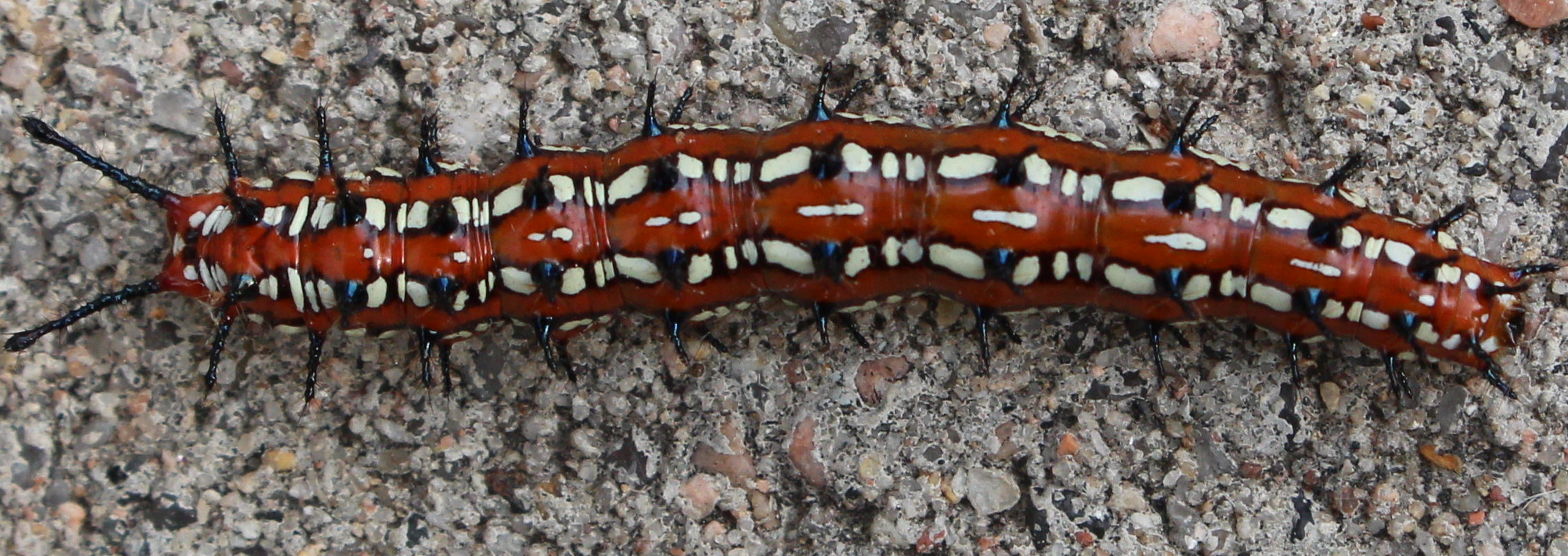 Macro and Micro Picture of the Day 2020-07-18