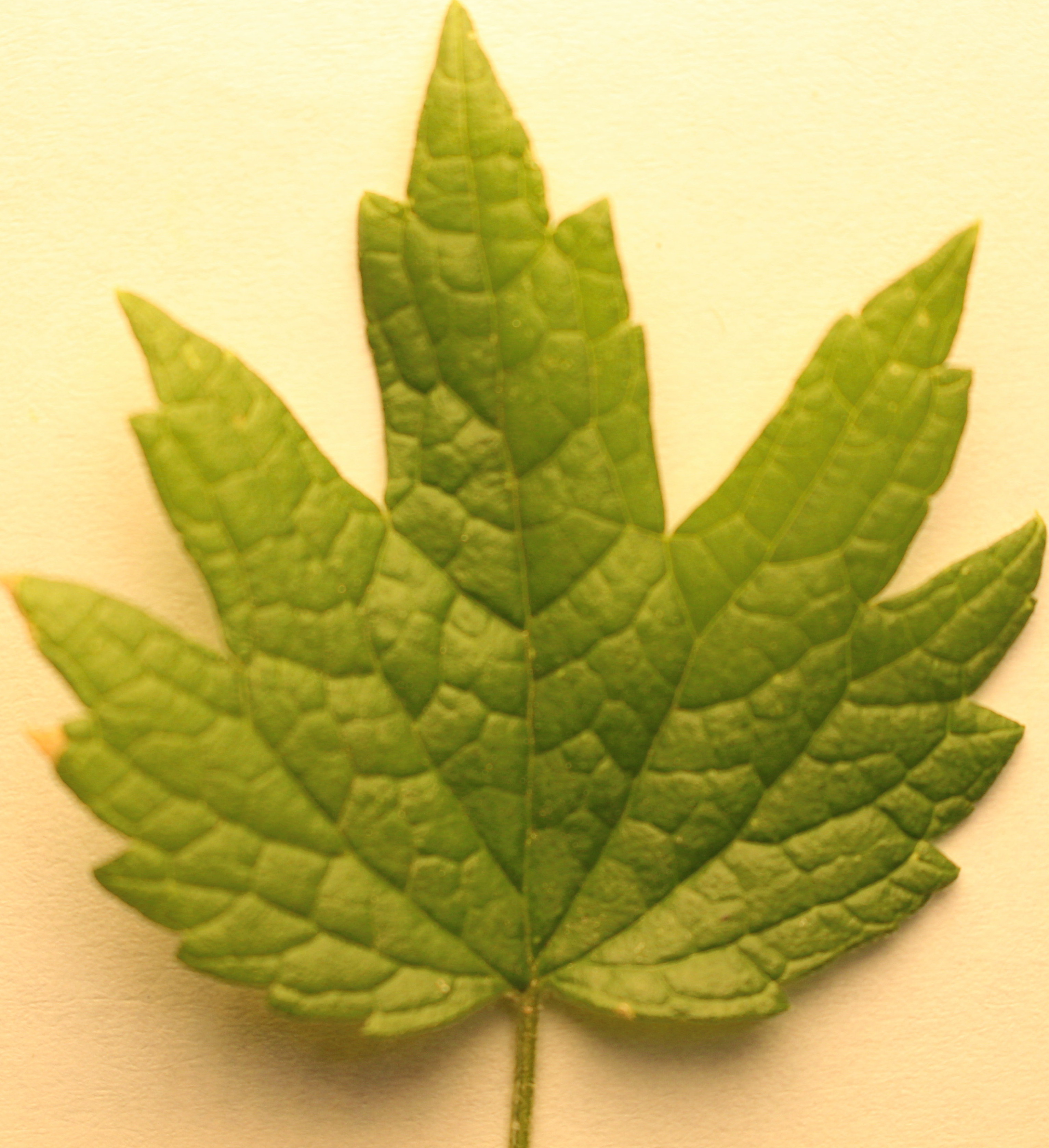 Macro and Micro Picture of the Day 2020-07-19