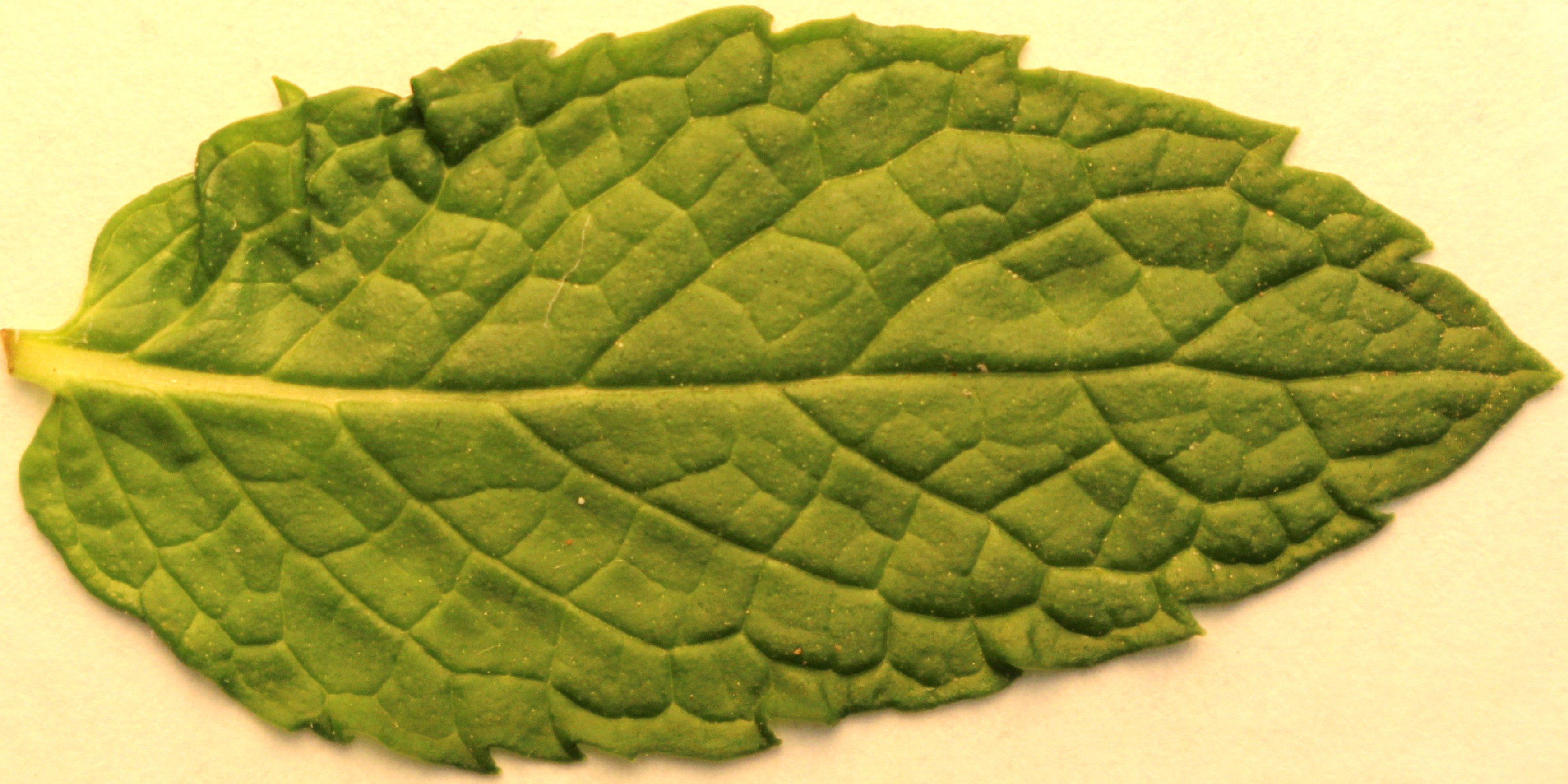 Macro and Micro Picture of the Day 2020-07-20