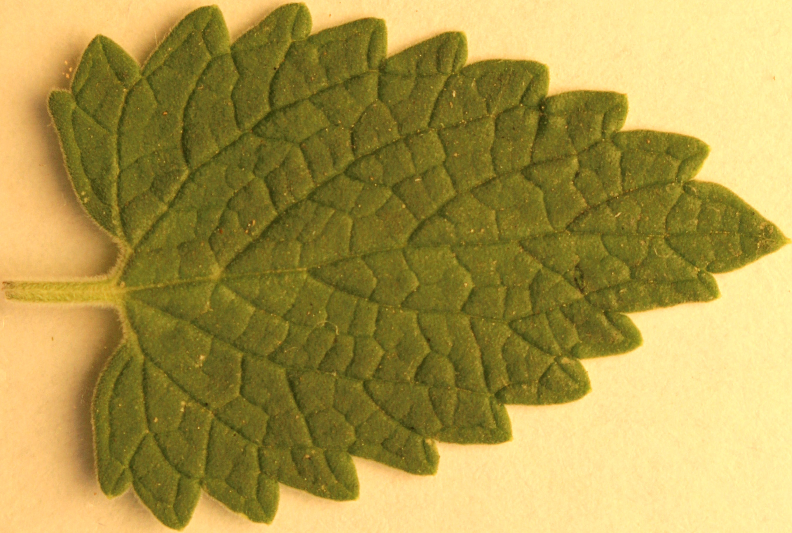 Macro and Micro Picture of the Day 2020-07-21