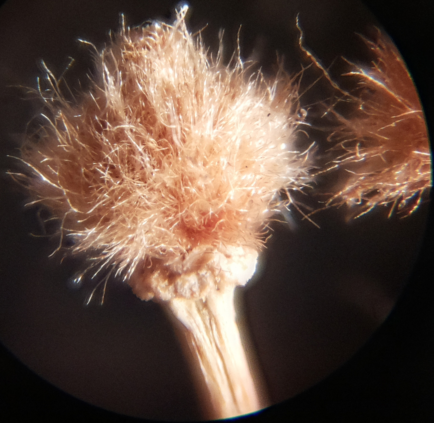 Macro and Micro Picture of the Day 2020-07-22