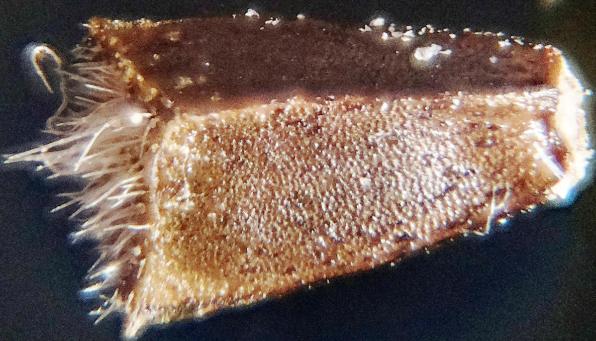 Macro and Micro Picture of the Day 2020-07-23