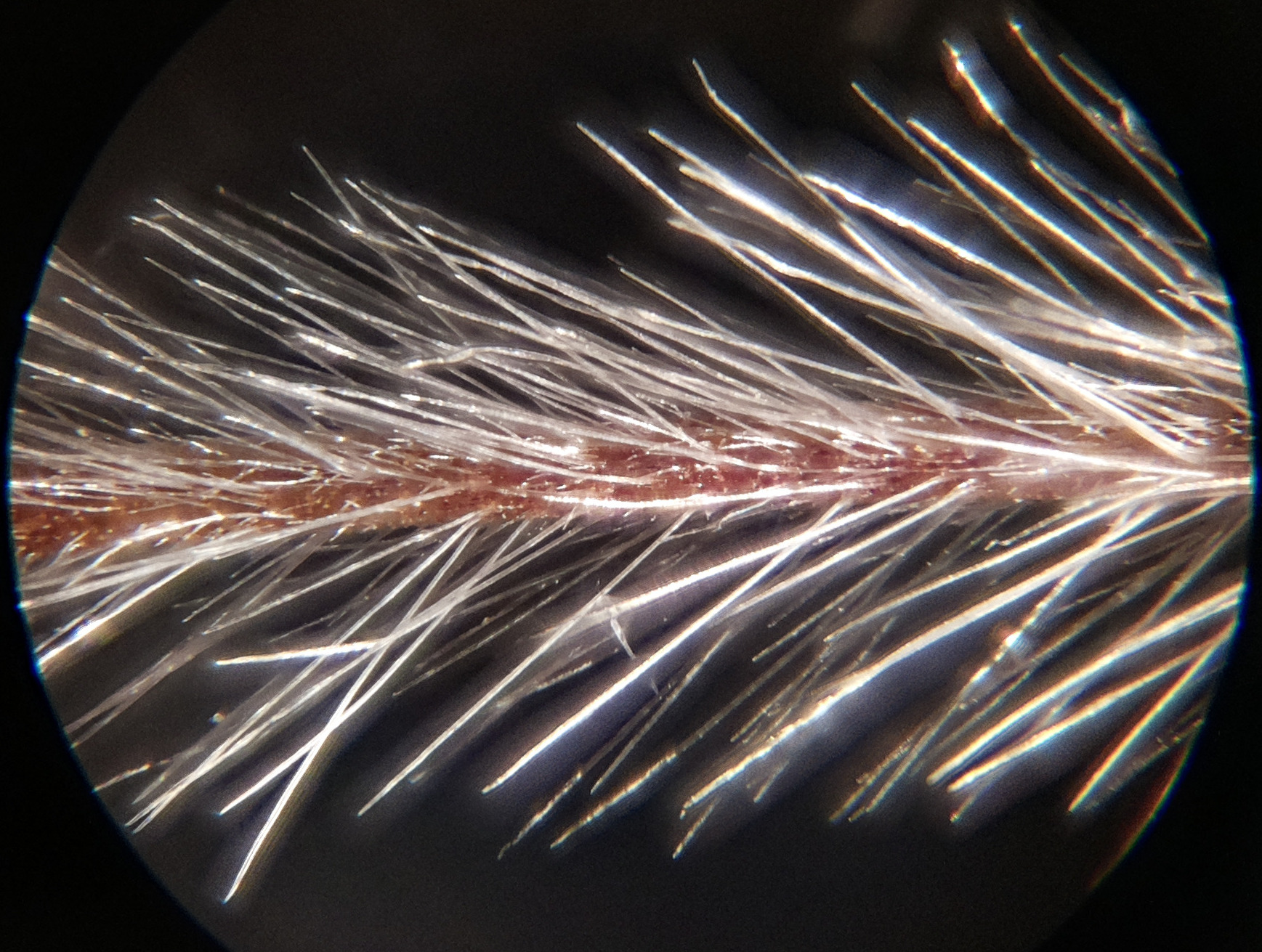 Macro and Micro Picture of the Day 2020-07-24