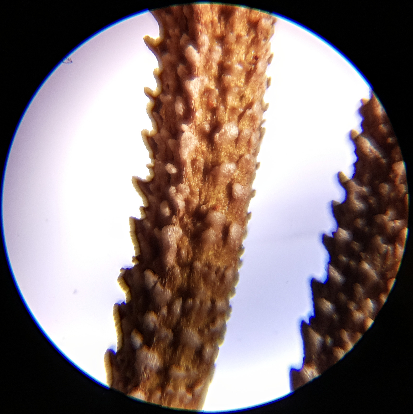 Macro and Micro Picture of the Day 2020-07-25