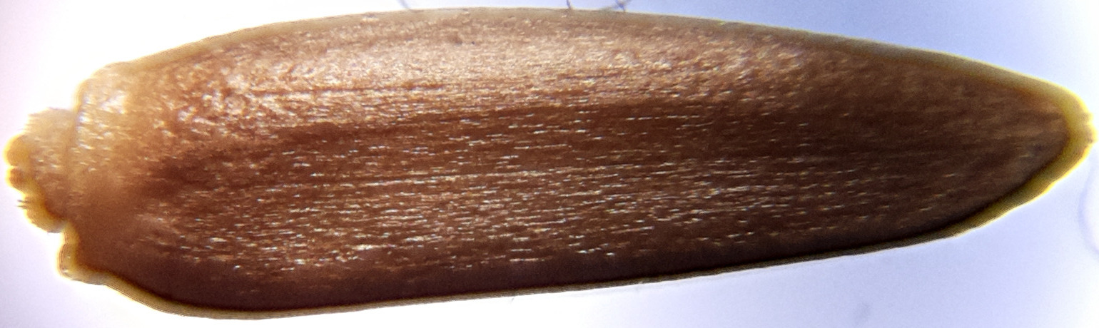 Macro and Micro Picture of the Day 2020-07-26