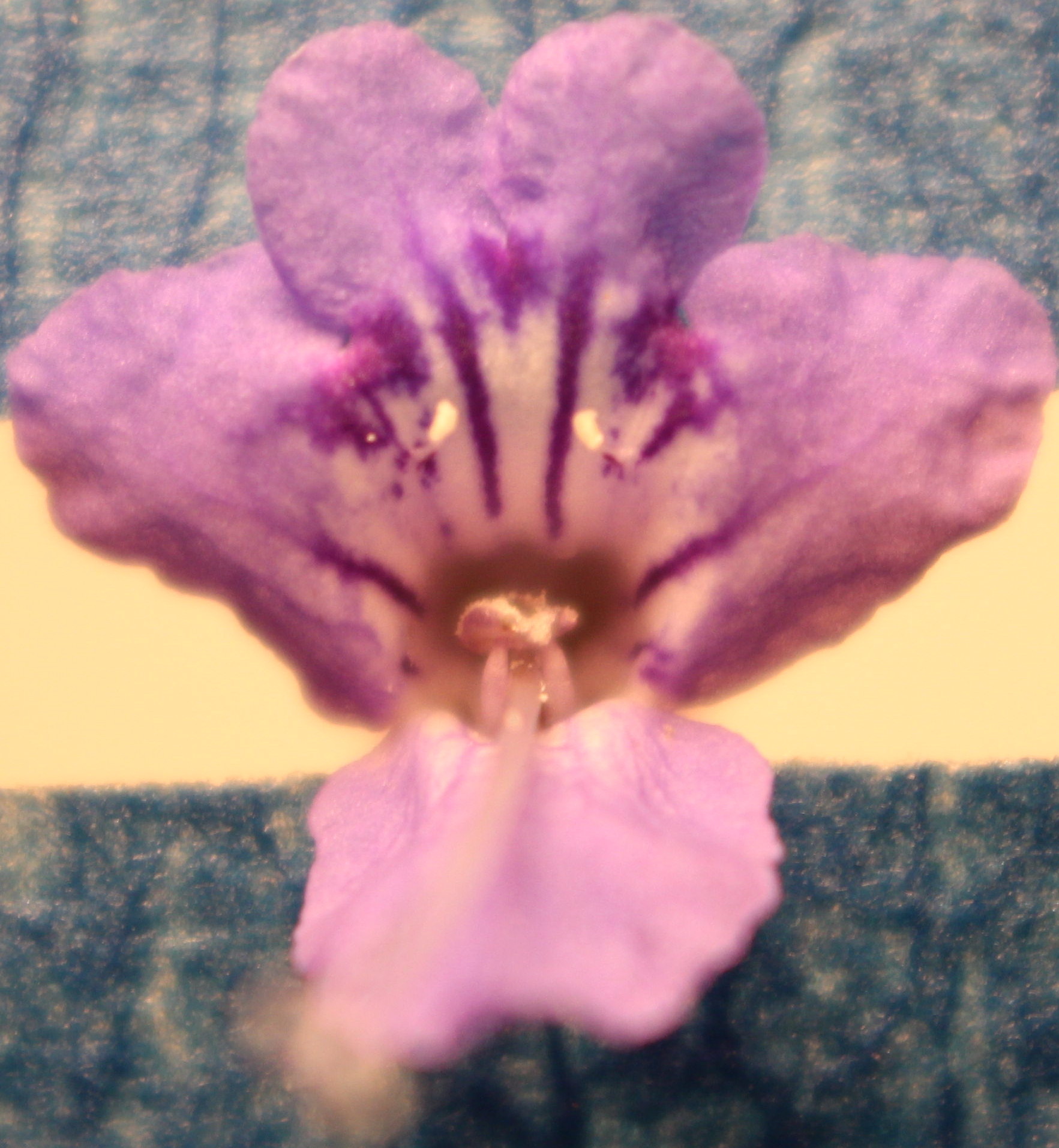 Macro and Micro Picture of the Day 2020-07-27