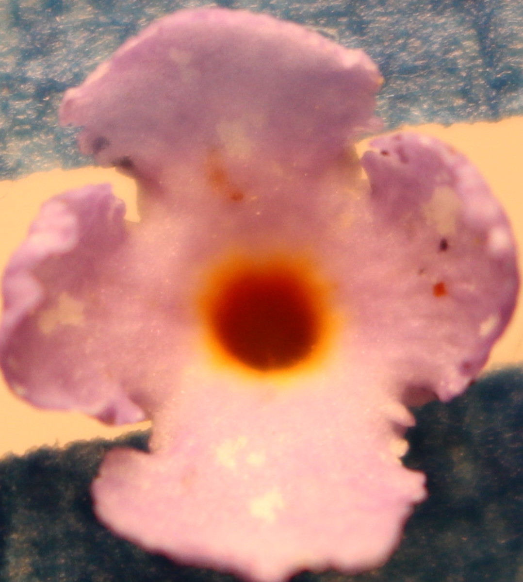 Macro and Micro Picture of the Day 2020-07-28