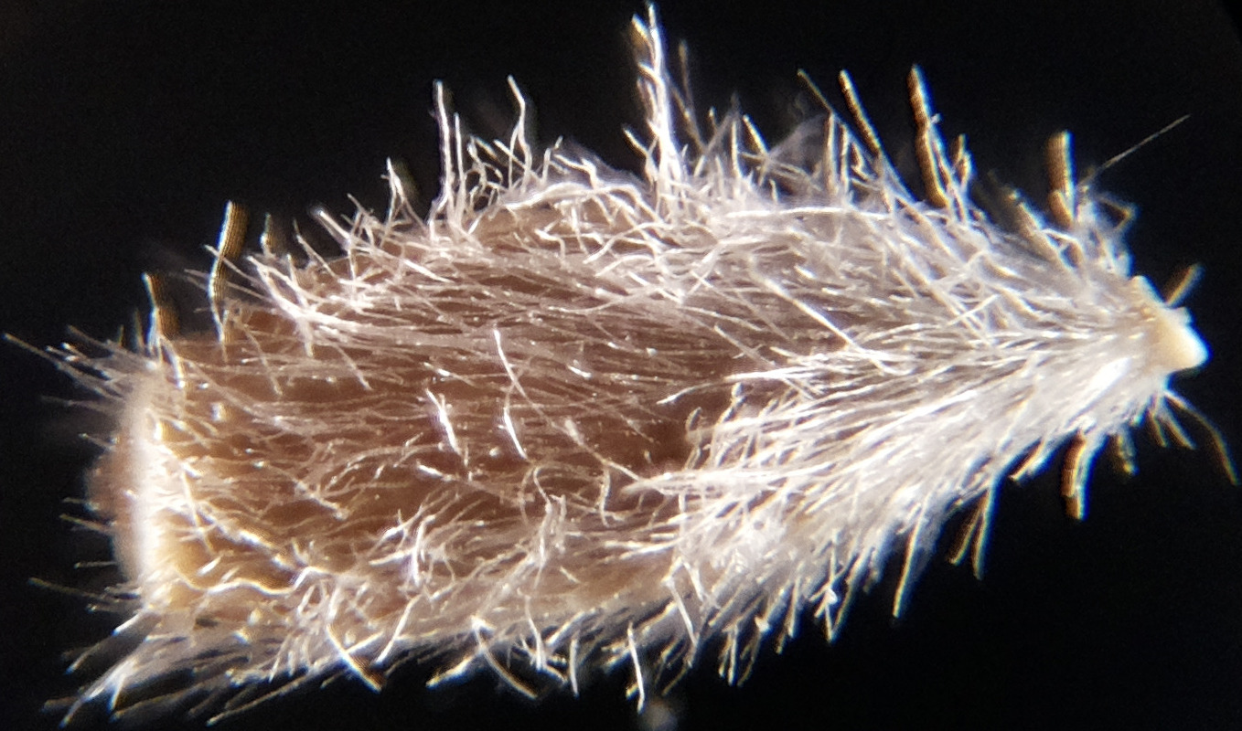 Macro and Micro Picture of the Day 2020-07-29