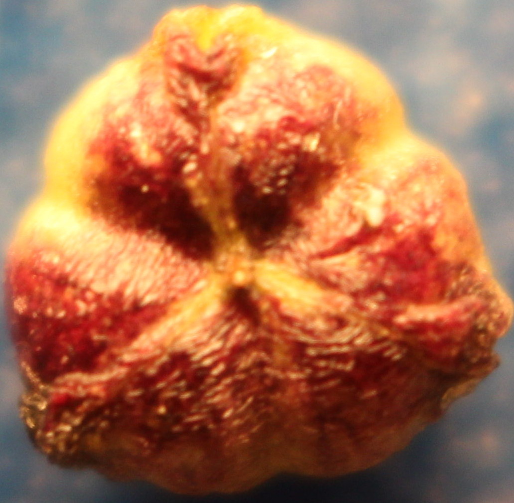 Macro and Micro Picture of the Day 2020-07-30