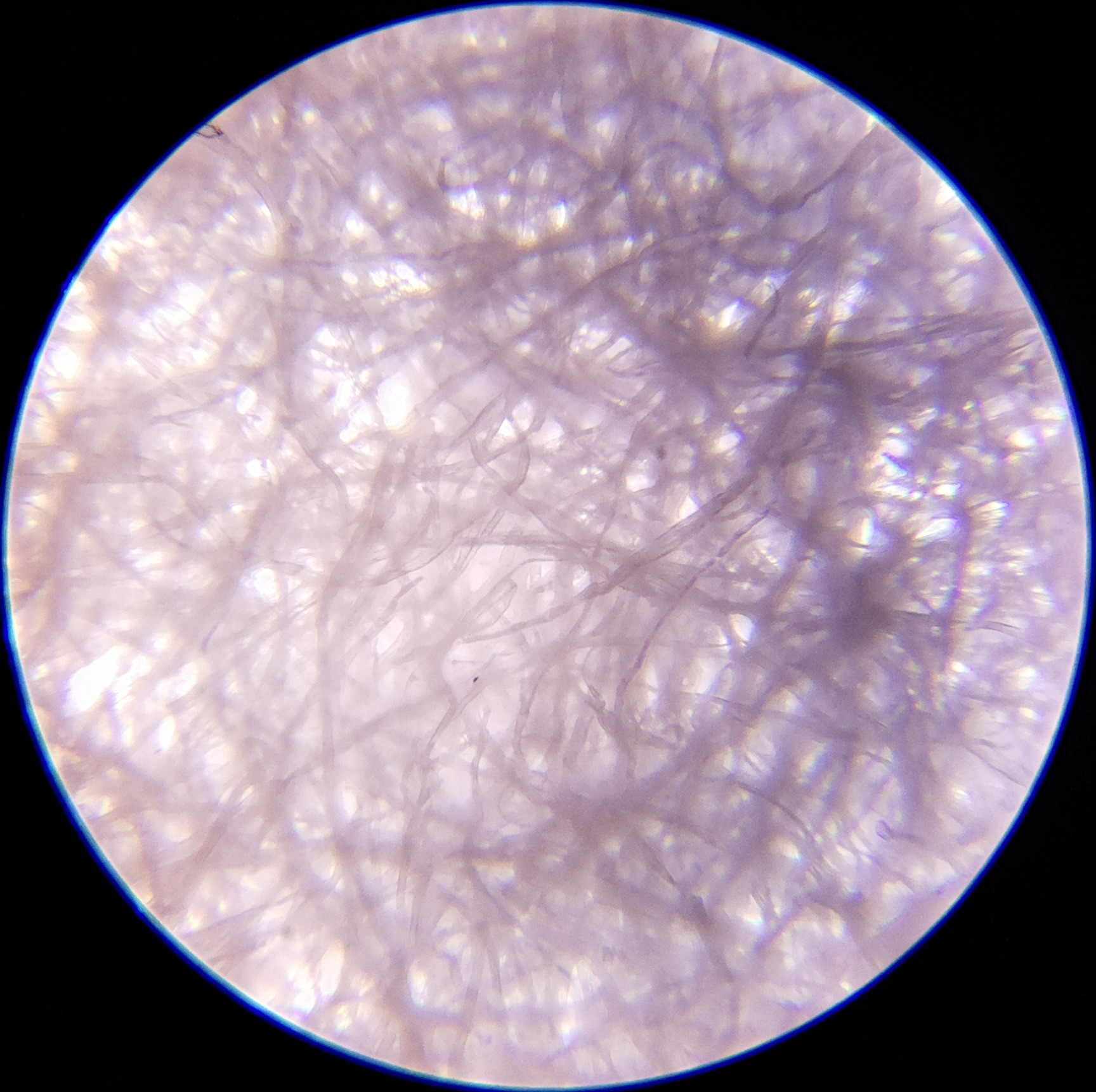 Macro and Micro Picture of the Day 2020-07-31