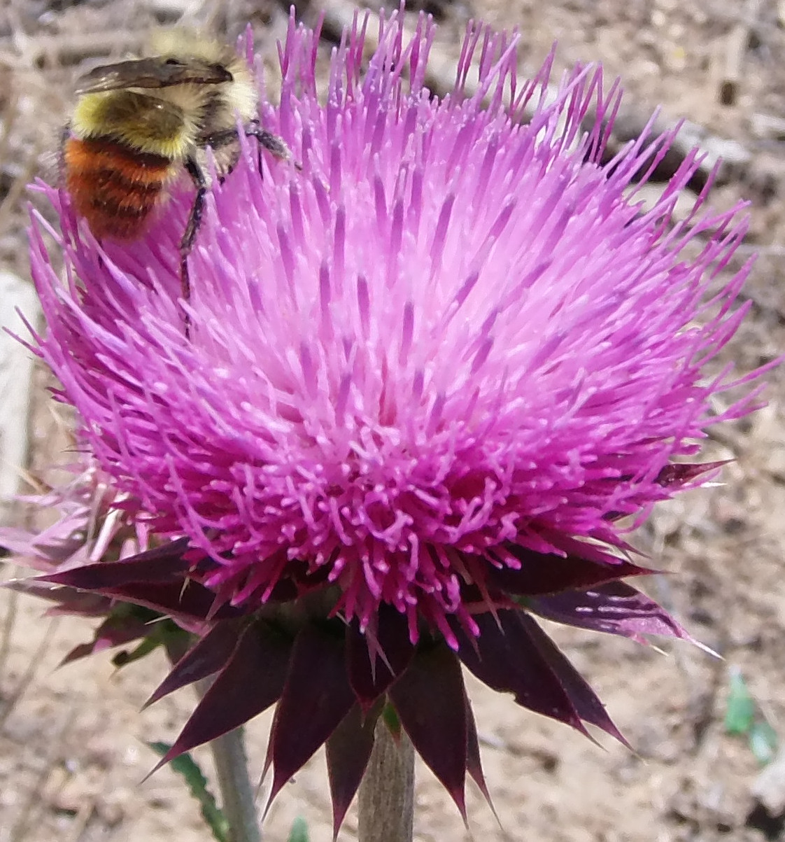 Macro and Micro Picture of the Day 2020-08-02