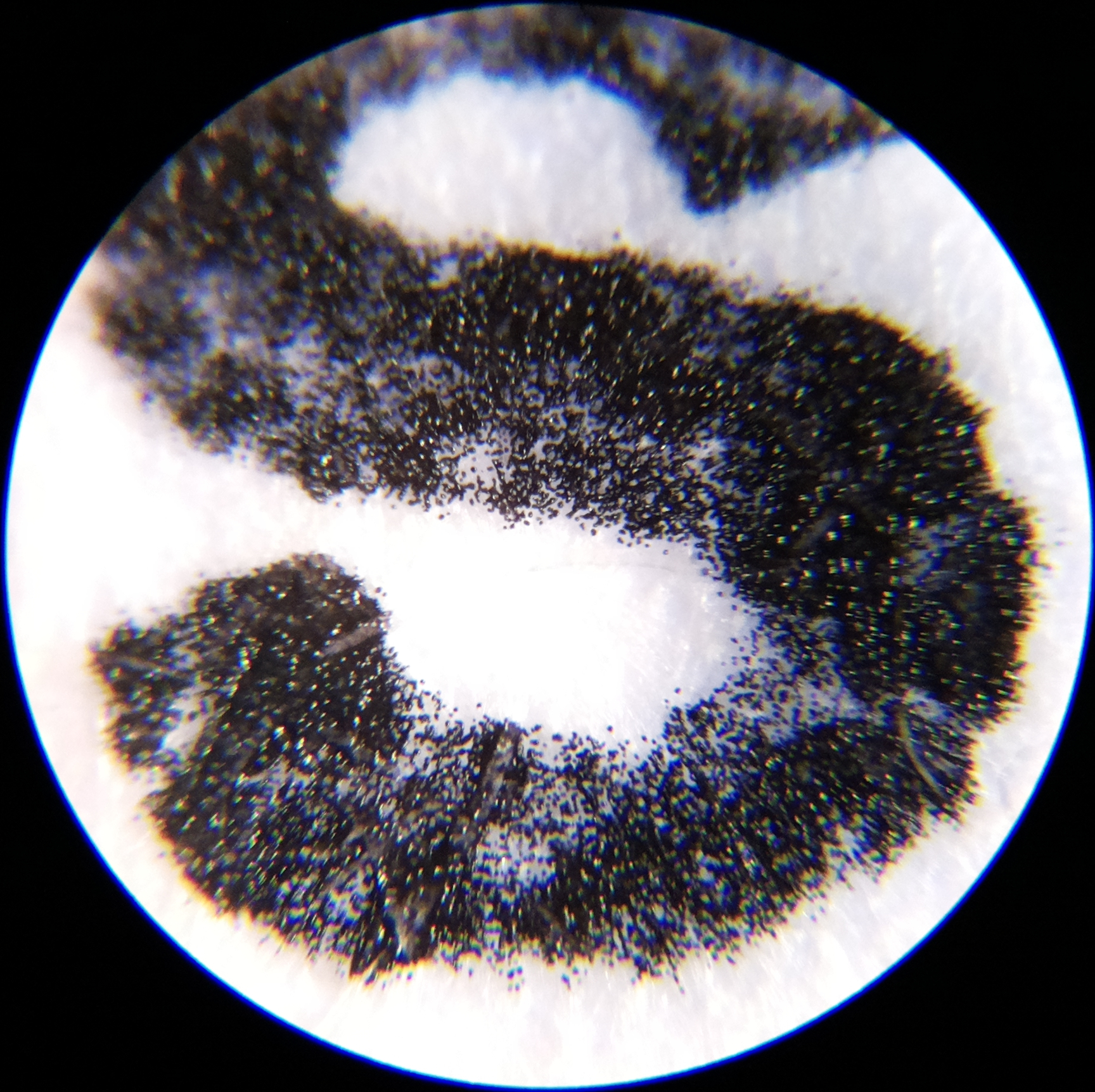 Macro and Micro Picture of the Day 2020-08-04