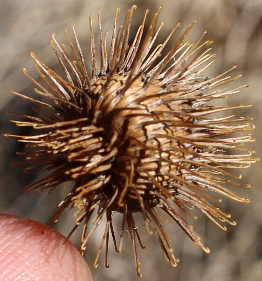 Macro and Micro Picture of the Day 2020-08-05