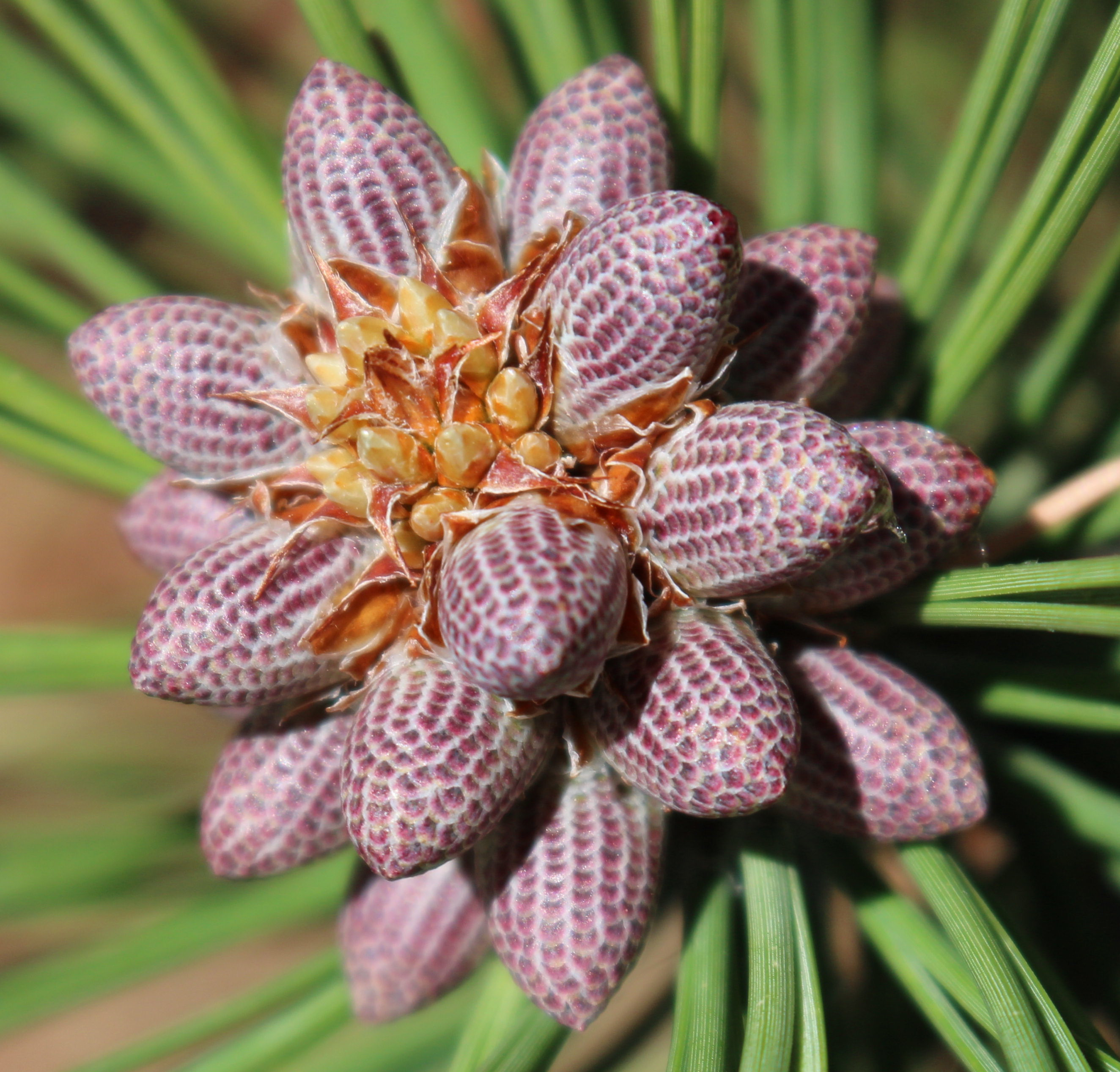 Macro and Micro Picture of the Day 2020-08-06