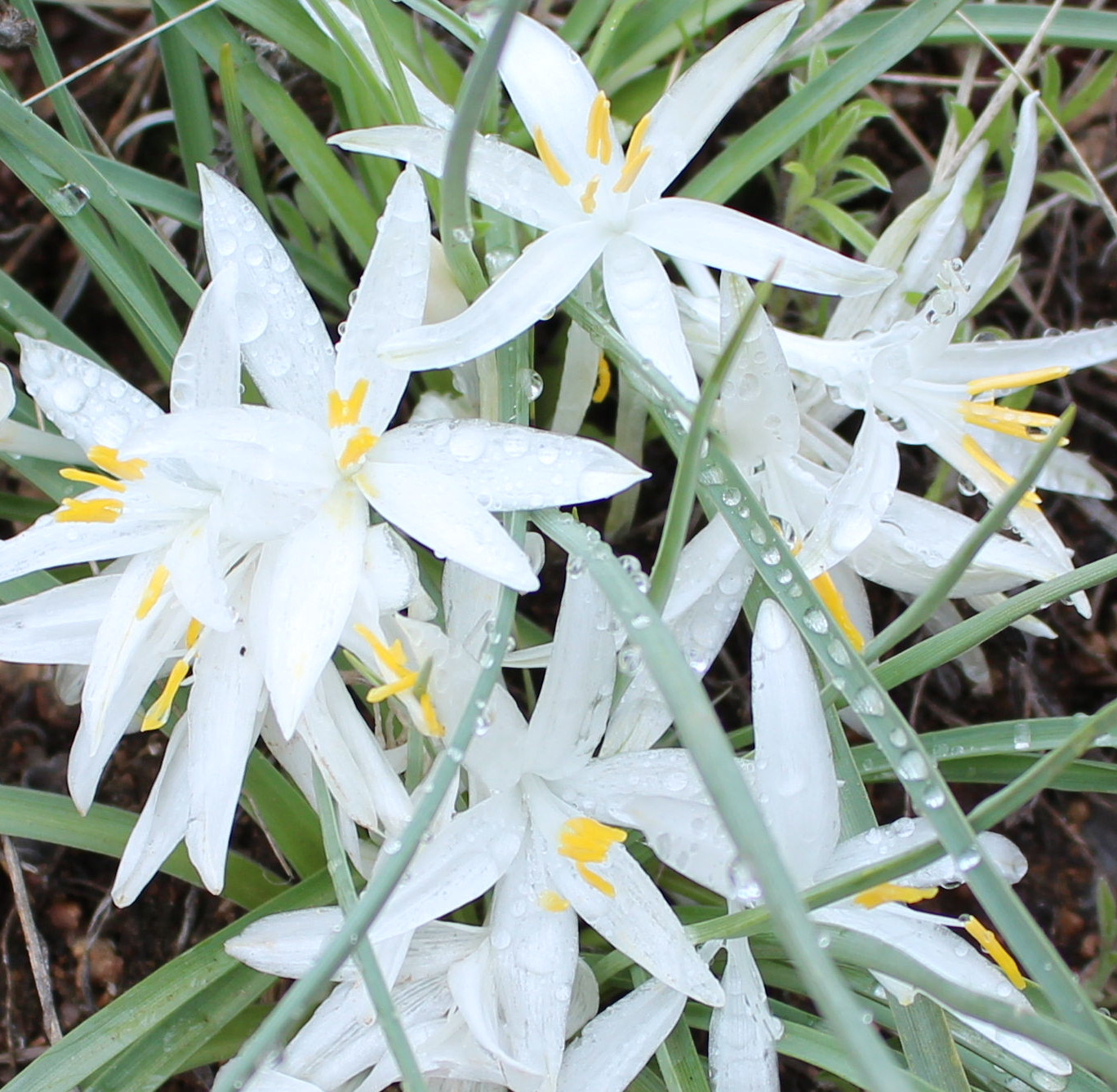 Macro and Micro Picture of the Day 2020-08-07