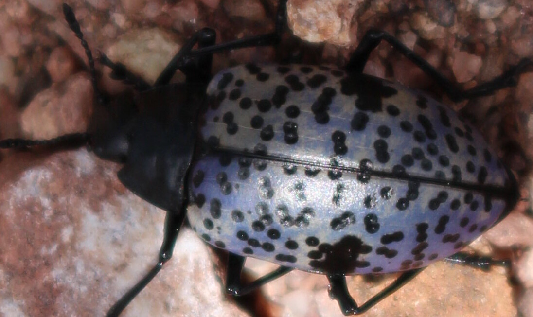 Macro and Micro Picture of the Day 2020-08-08