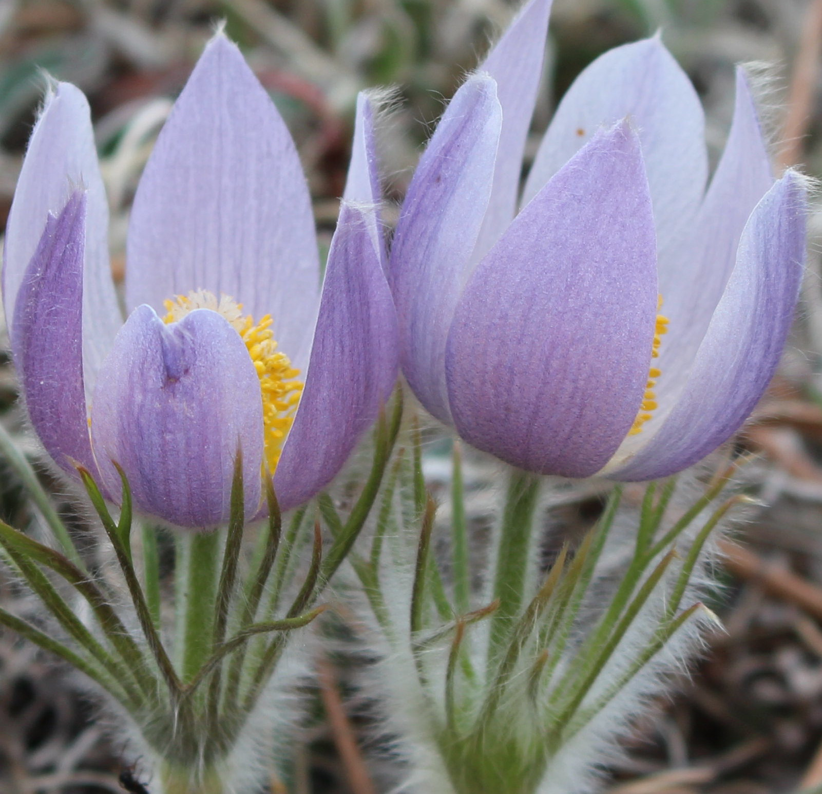 Macro and Micro Picture of the Day 2020-08-09