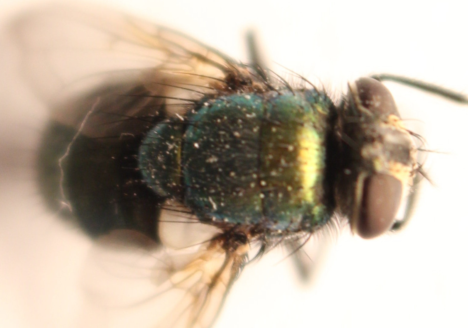 Macro and Micro Picture of the Day 2020-08-10