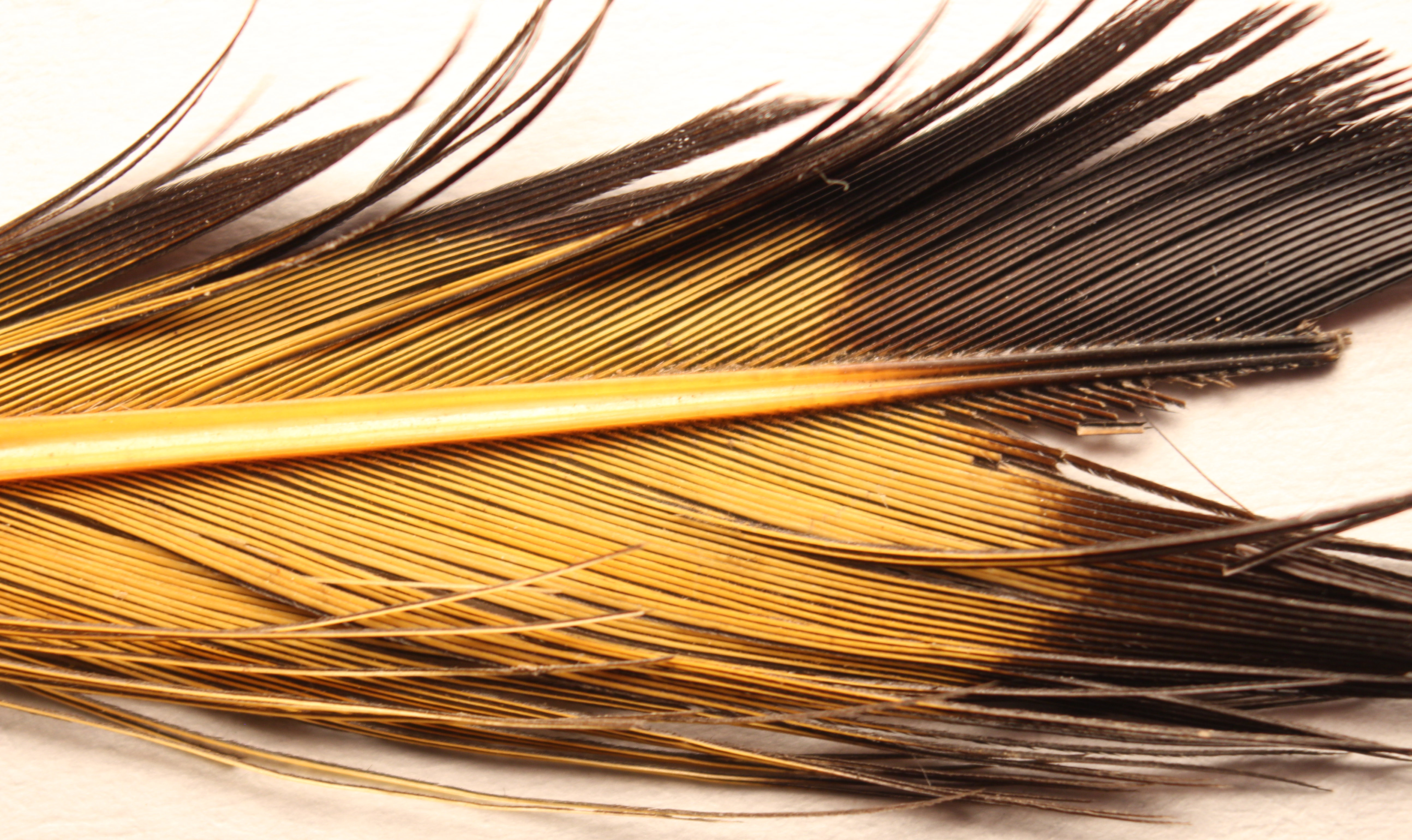 Macro and Micro Picture of the Day 2020-08-11