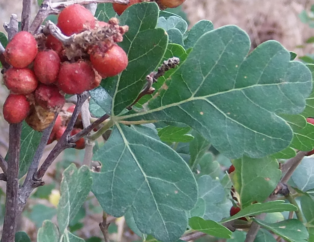 Macro and Micro Picture of the Day 2020-08-12