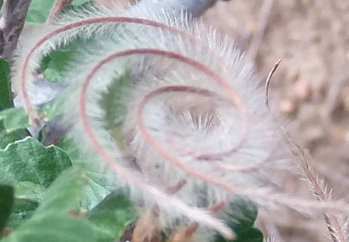 Macro and Micro Picture of the Day 2020-08-13